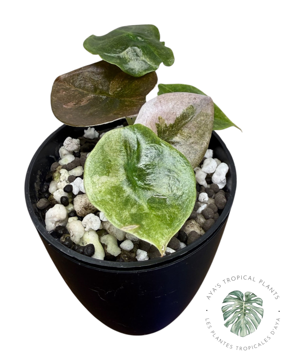 Alocasia Cuprea Pink Mint Variegated