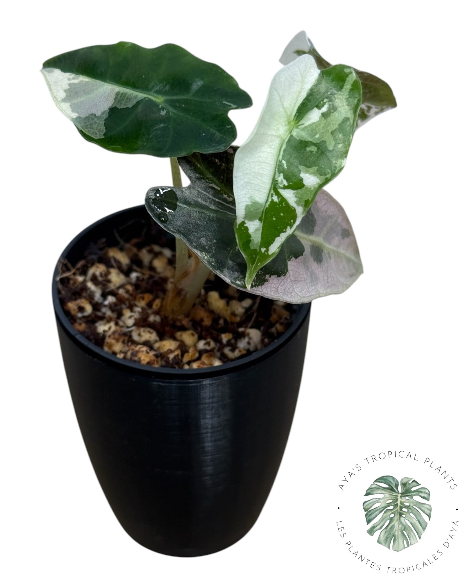 Alocasia Polly Pink Snowflake