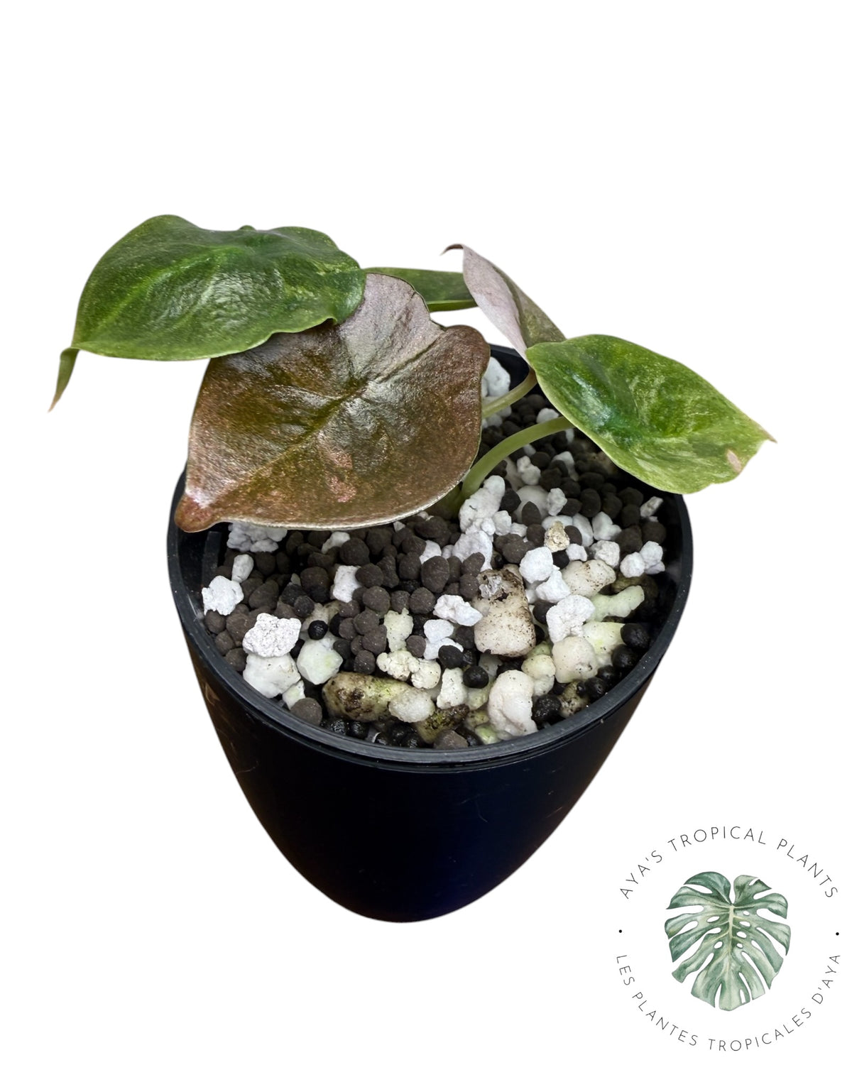 Alocasia Cuprea Pink Mint Variegated