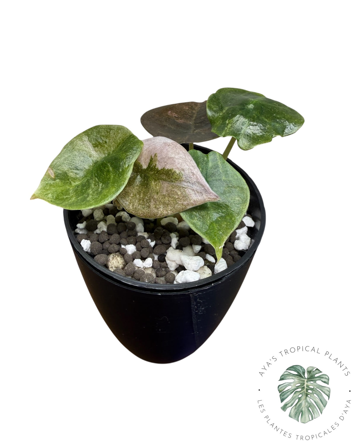 Alocasia Cuprea Pink Mint Variegated