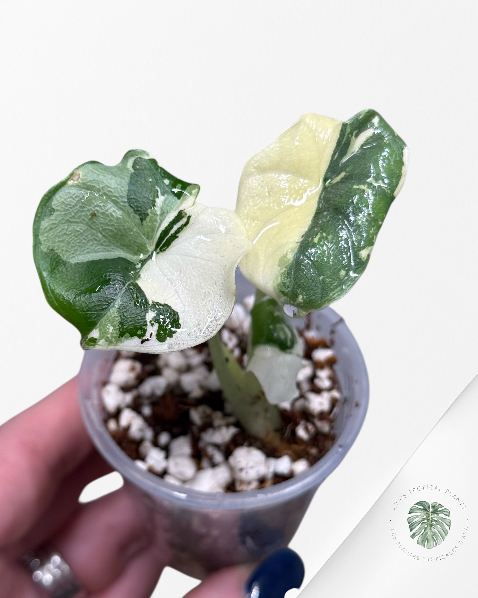 Alocasia Melo Variegated Albo| Rare TC Plant| Aya's Tropical Plants