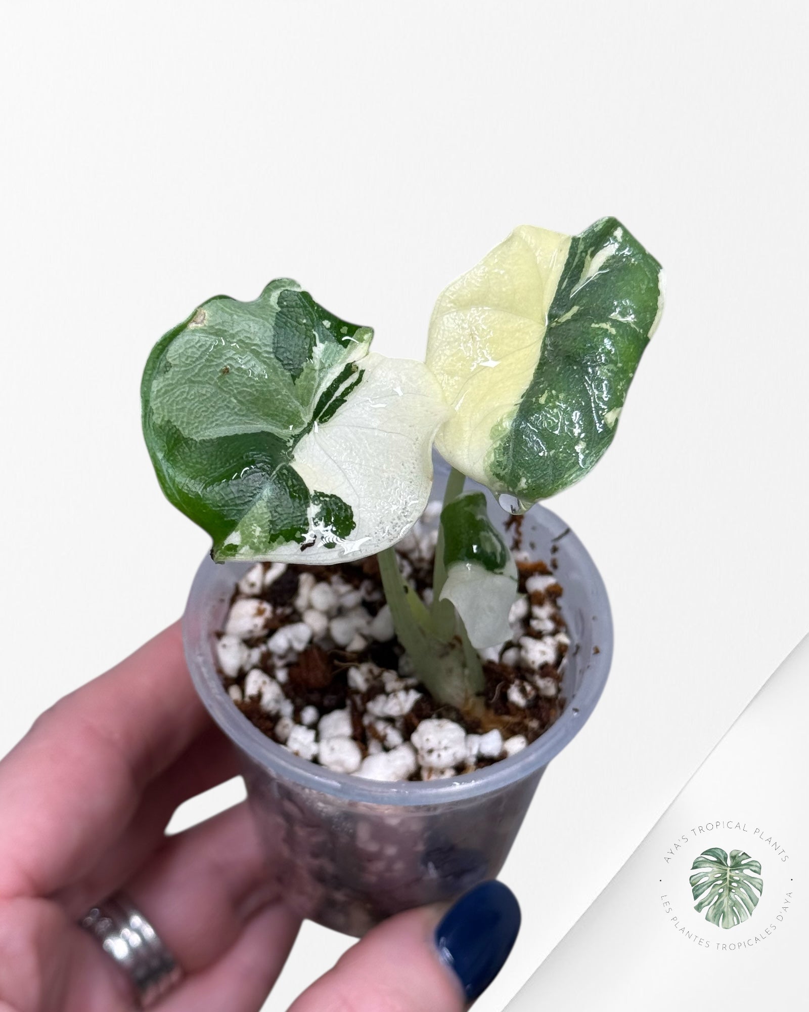 Alocasia Melo Variegated Albo| Rare TC Plant| Aya's Tropical Plants