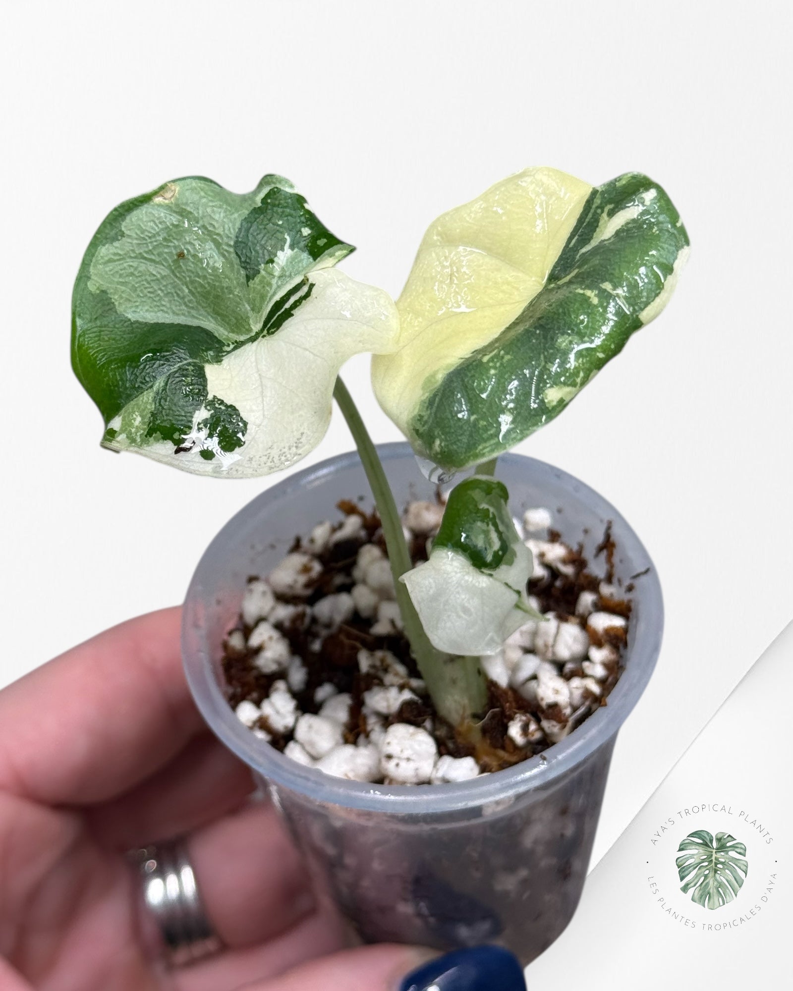 Alocasia Melo Variegated Albo| Rare TC Plant| Aya's Tropical Plants