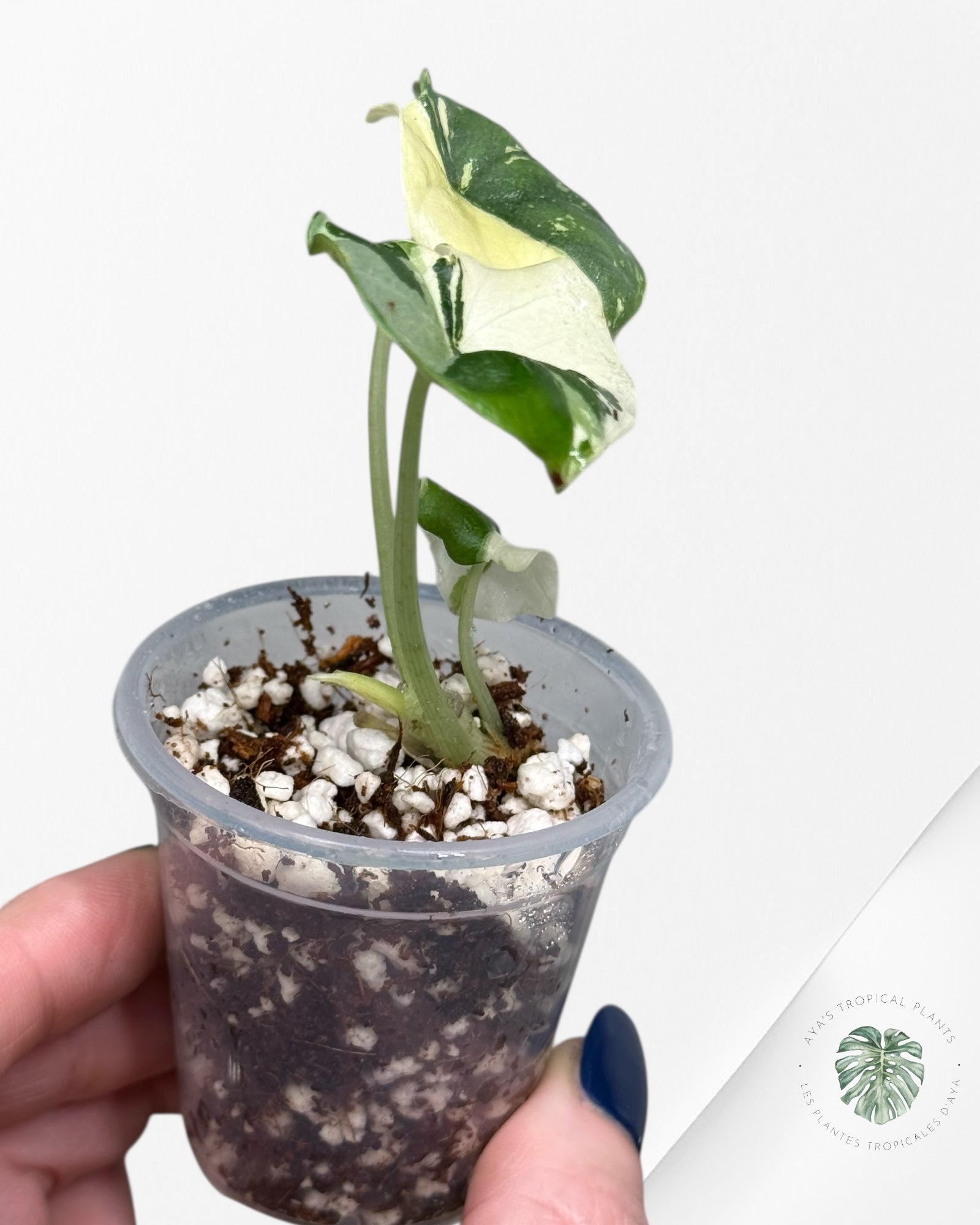 Alocasia Melo Variegated Albo| Rare TC Plant| Aya's Tropical Plants