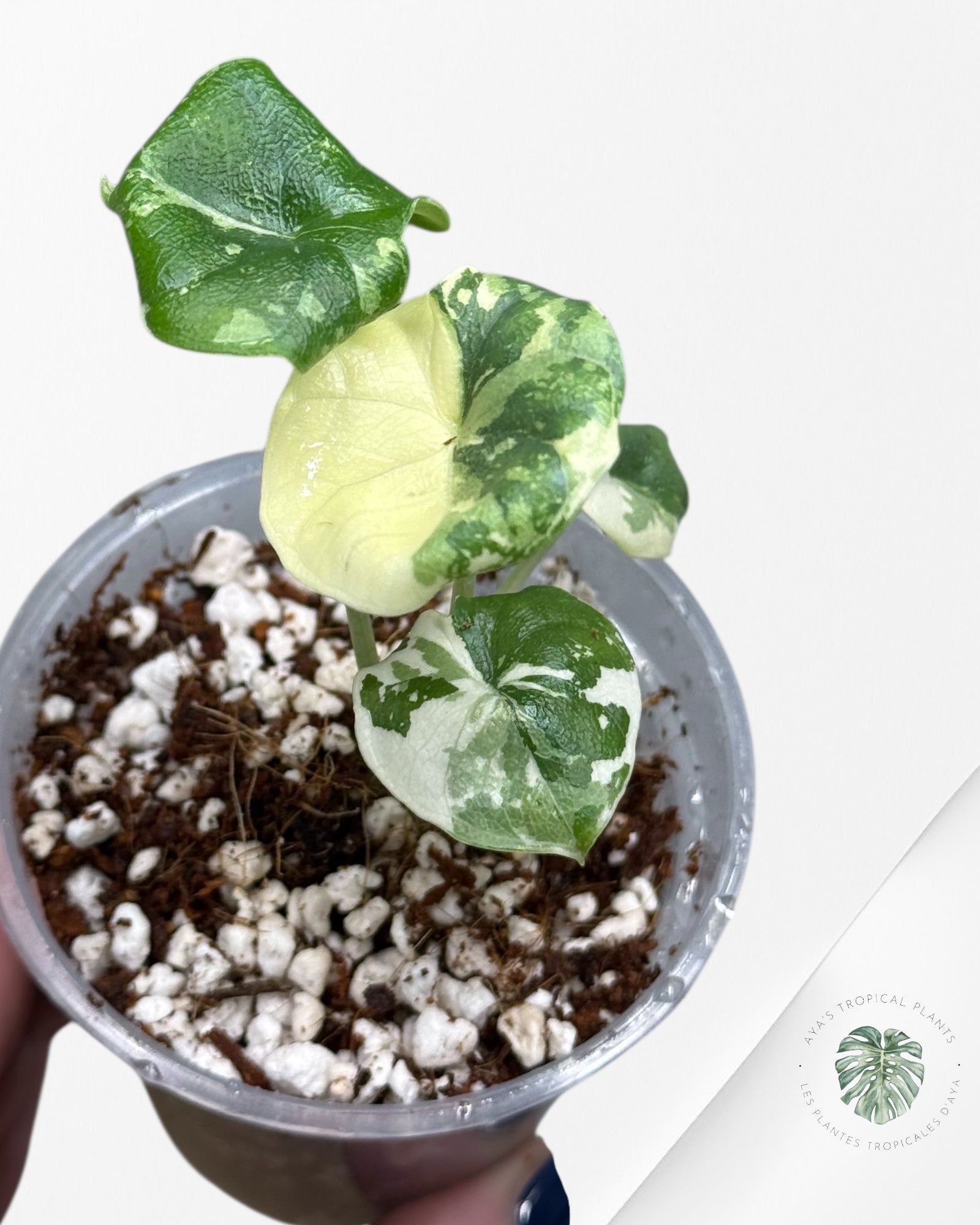 Alocasia Melo Variegated Albo| Rare TC Plant| Aya's Tropical Plants
