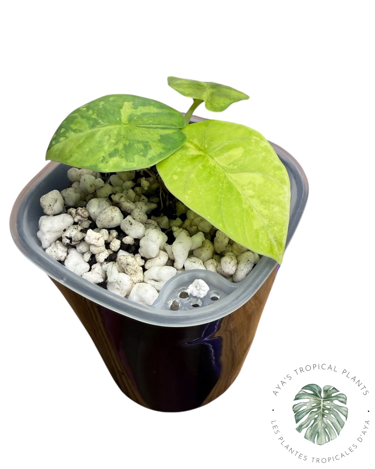 Alocasia Reginae Aurea
