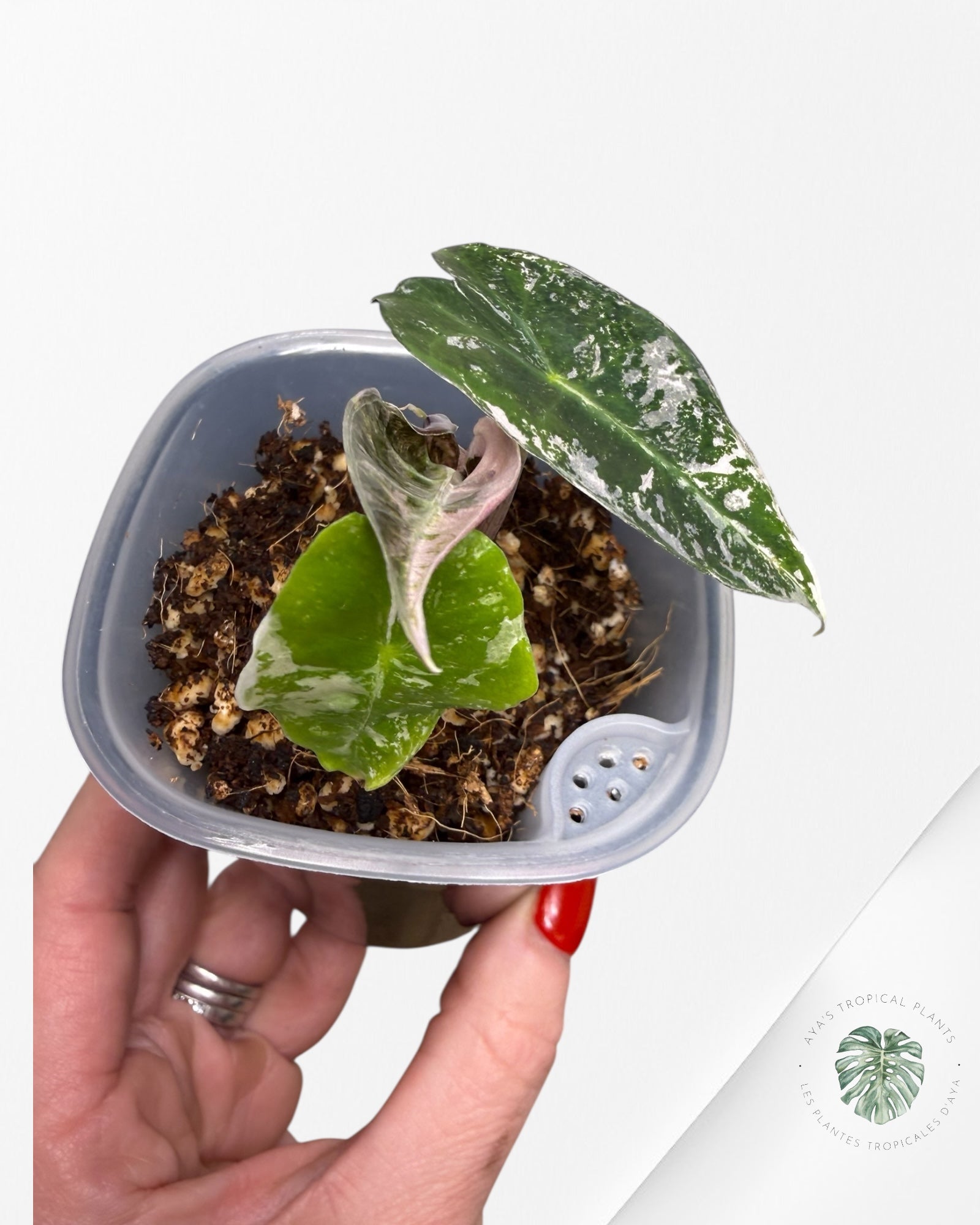 Alocasia Polly Pink panaché