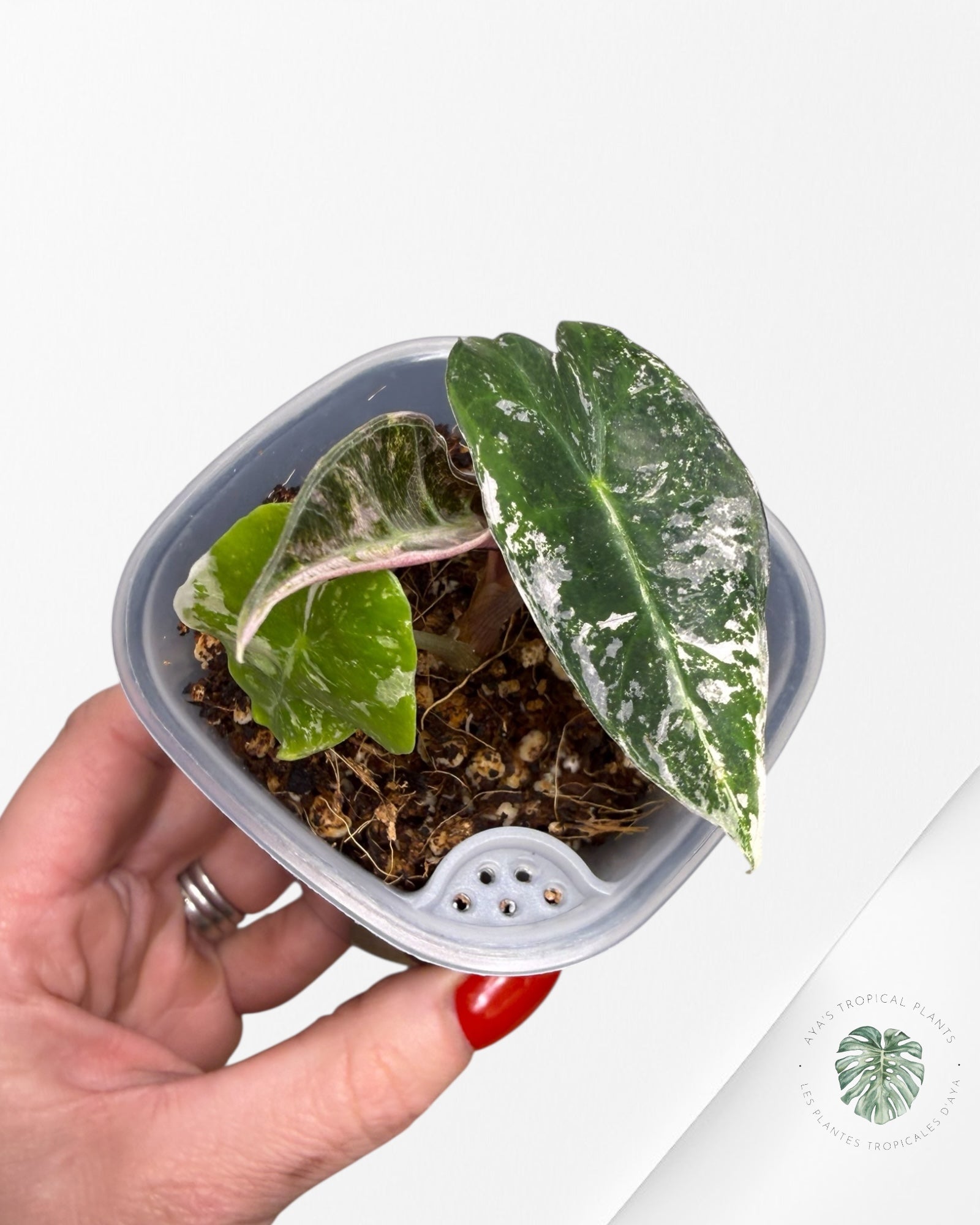 Alocasia Polly Pink Variegated