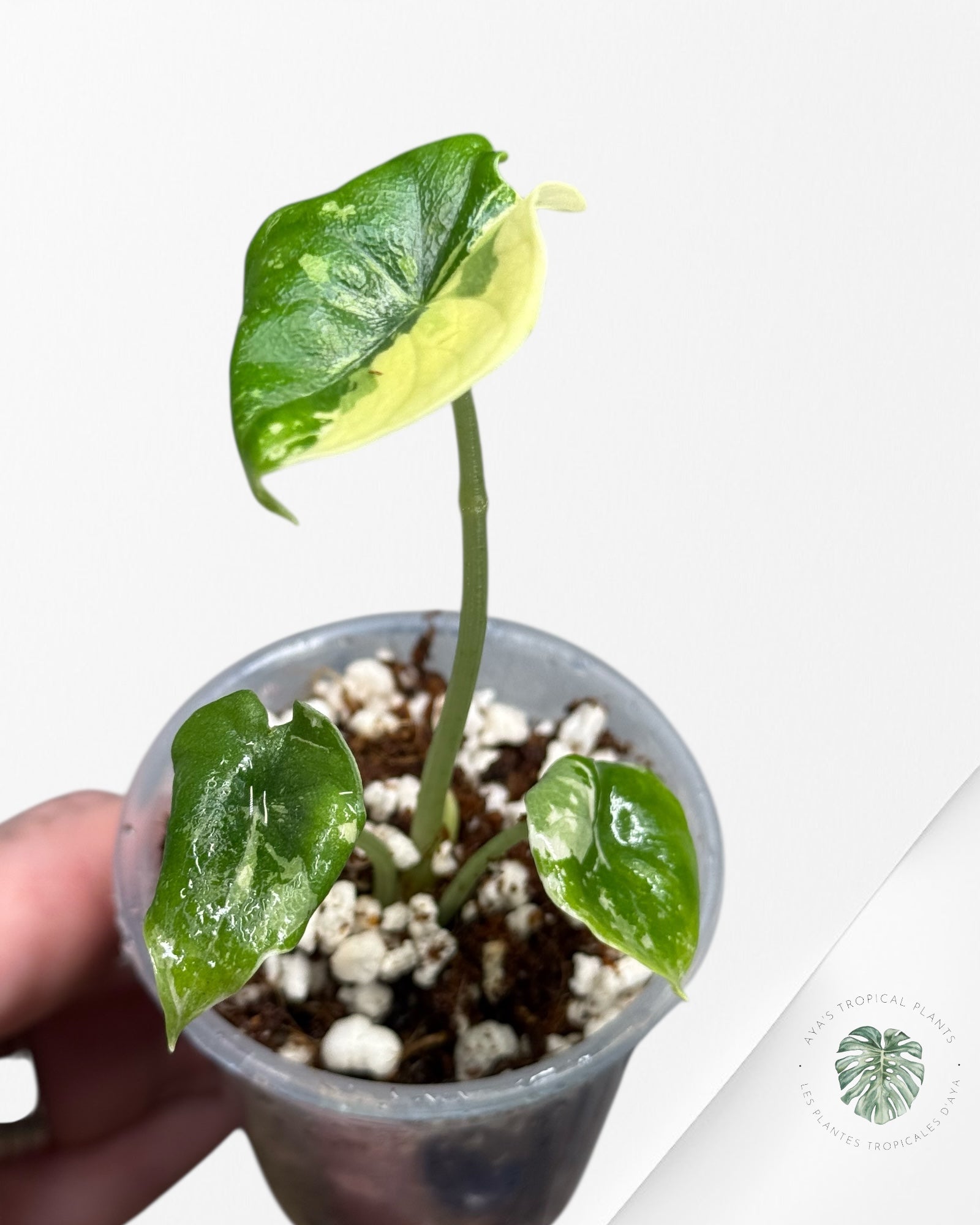 Alocasia Melo Variegated Albo| Rare TC Plant| Aya's Tropical Plants