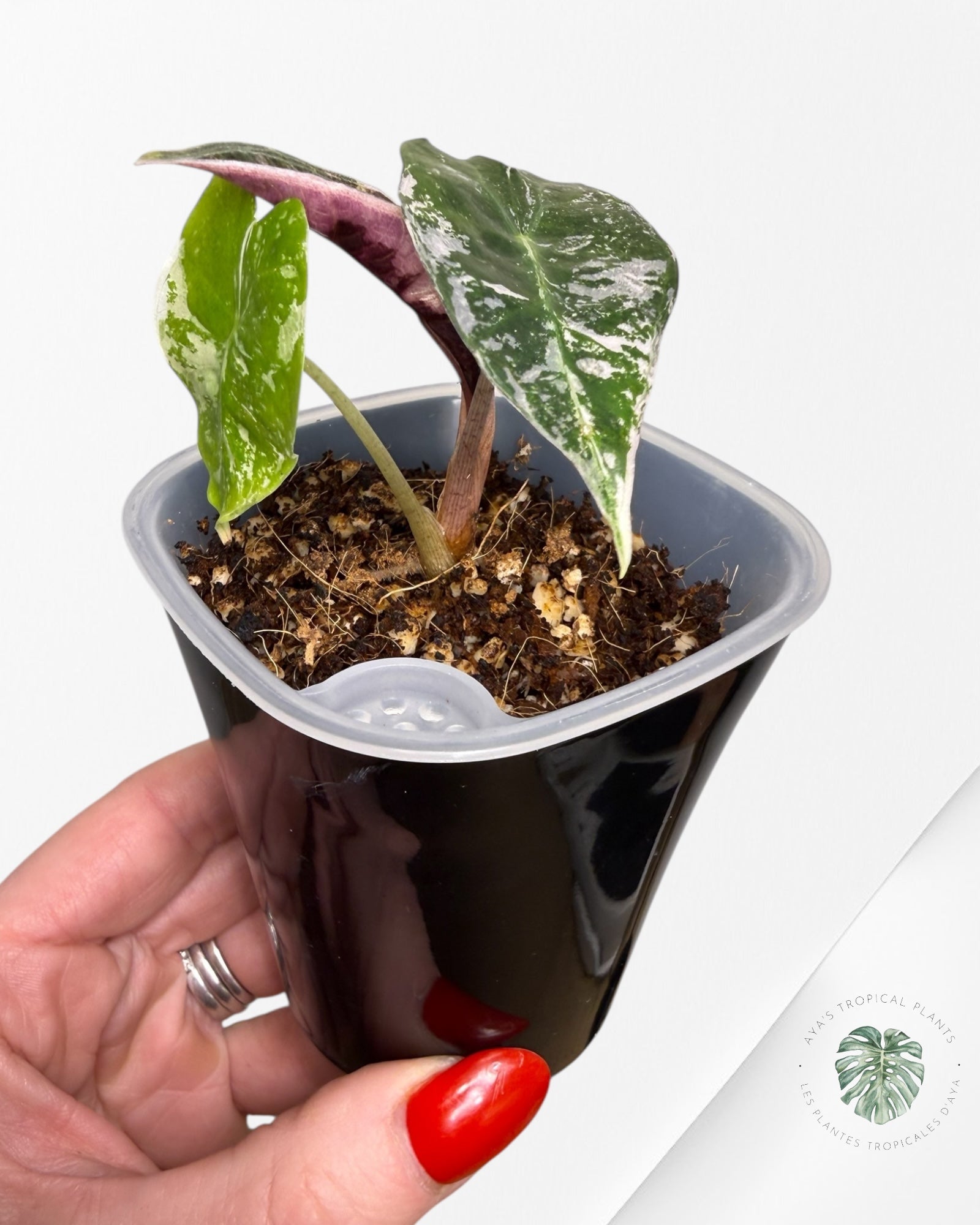 Alocasia Polly Pink Variegated