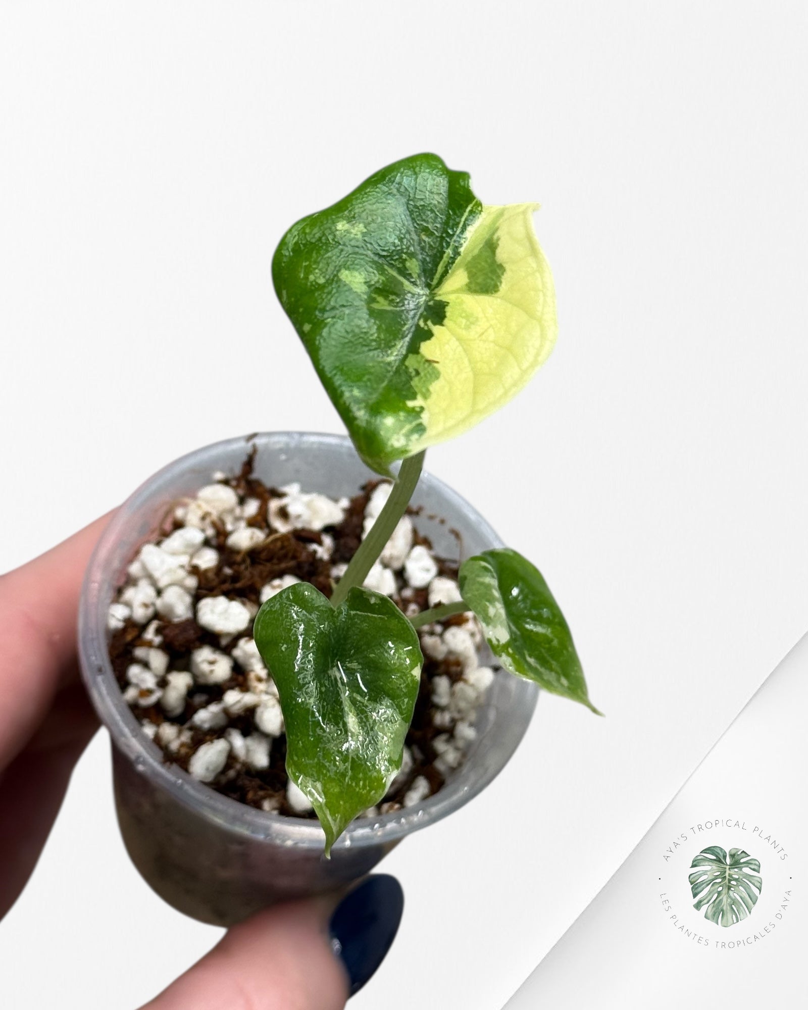 Alocasia Melo Variegated Albo| Rare TC Plant| Aya's Tropical Plants