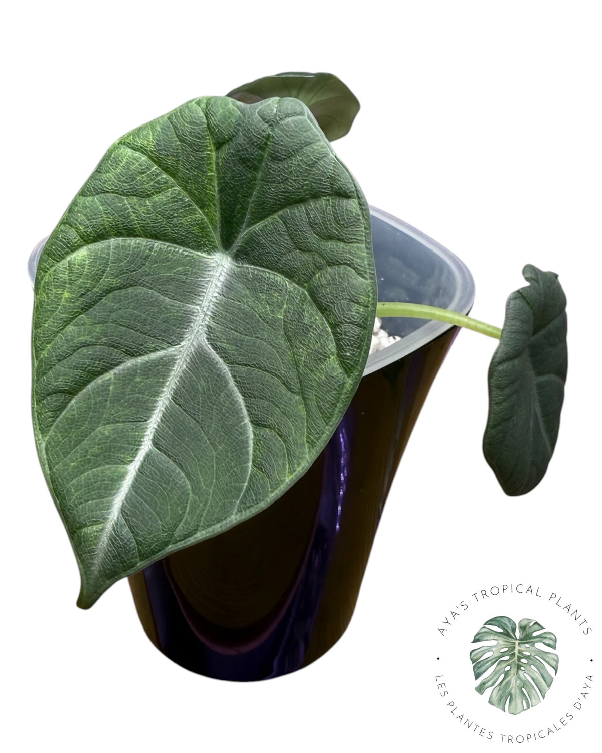 Alocasia Maharani Aurea panaché
