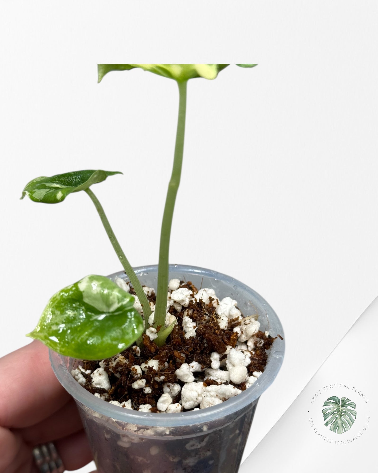 Alocasia Melo Variegated Albo| Rare TC Plant| Aya's Tropical Plants