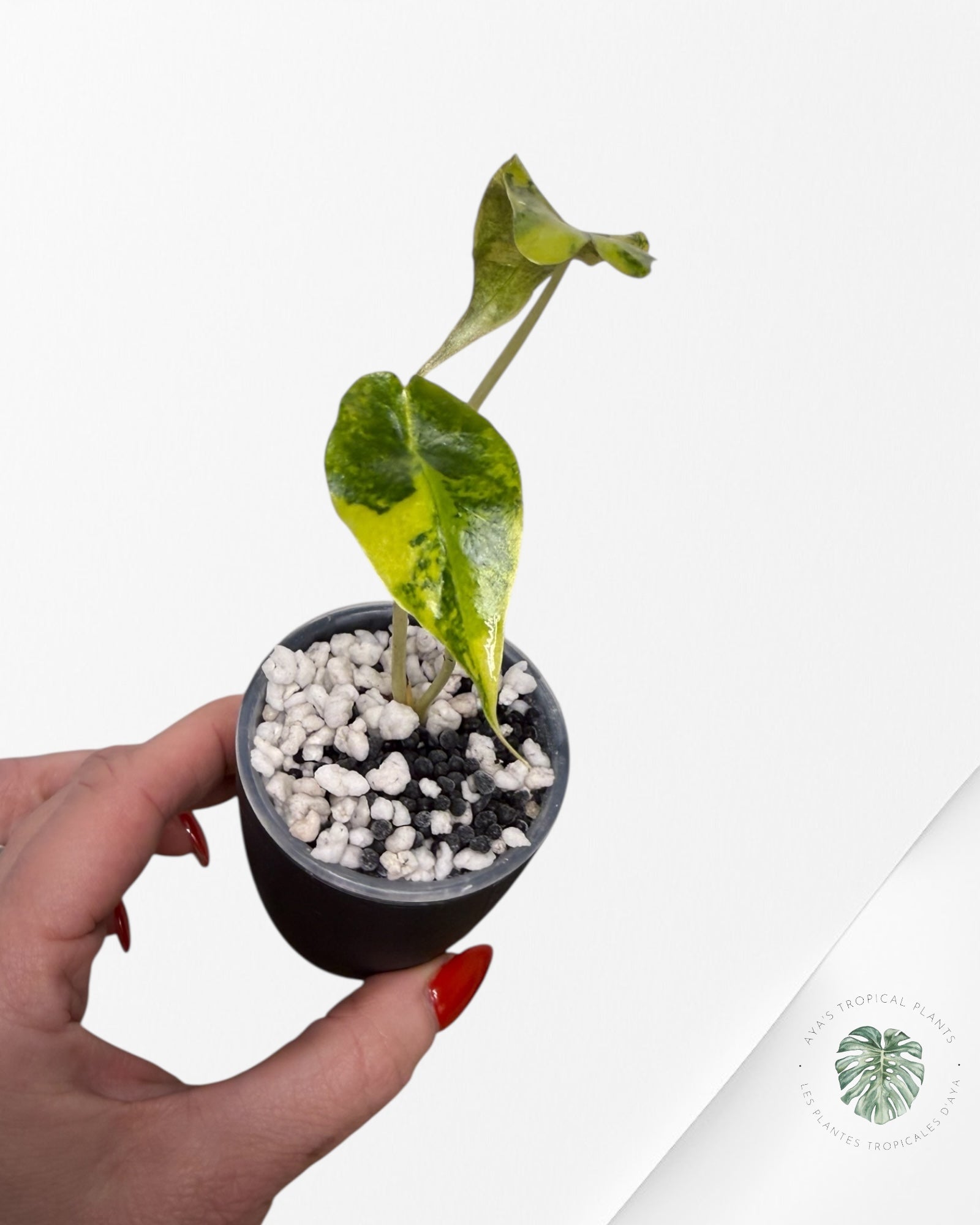 Alocasia Sanderiana ‘Bull’ Aurea Variegated