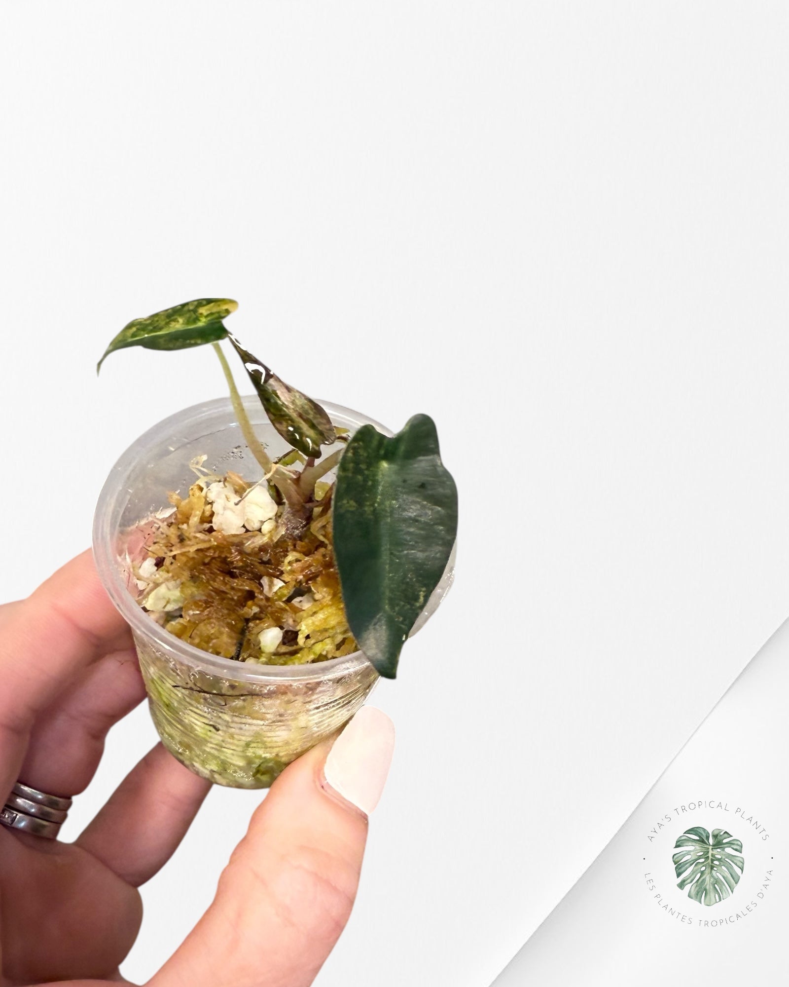 Alocasia Bambino Variegated (Aurea) - TC144