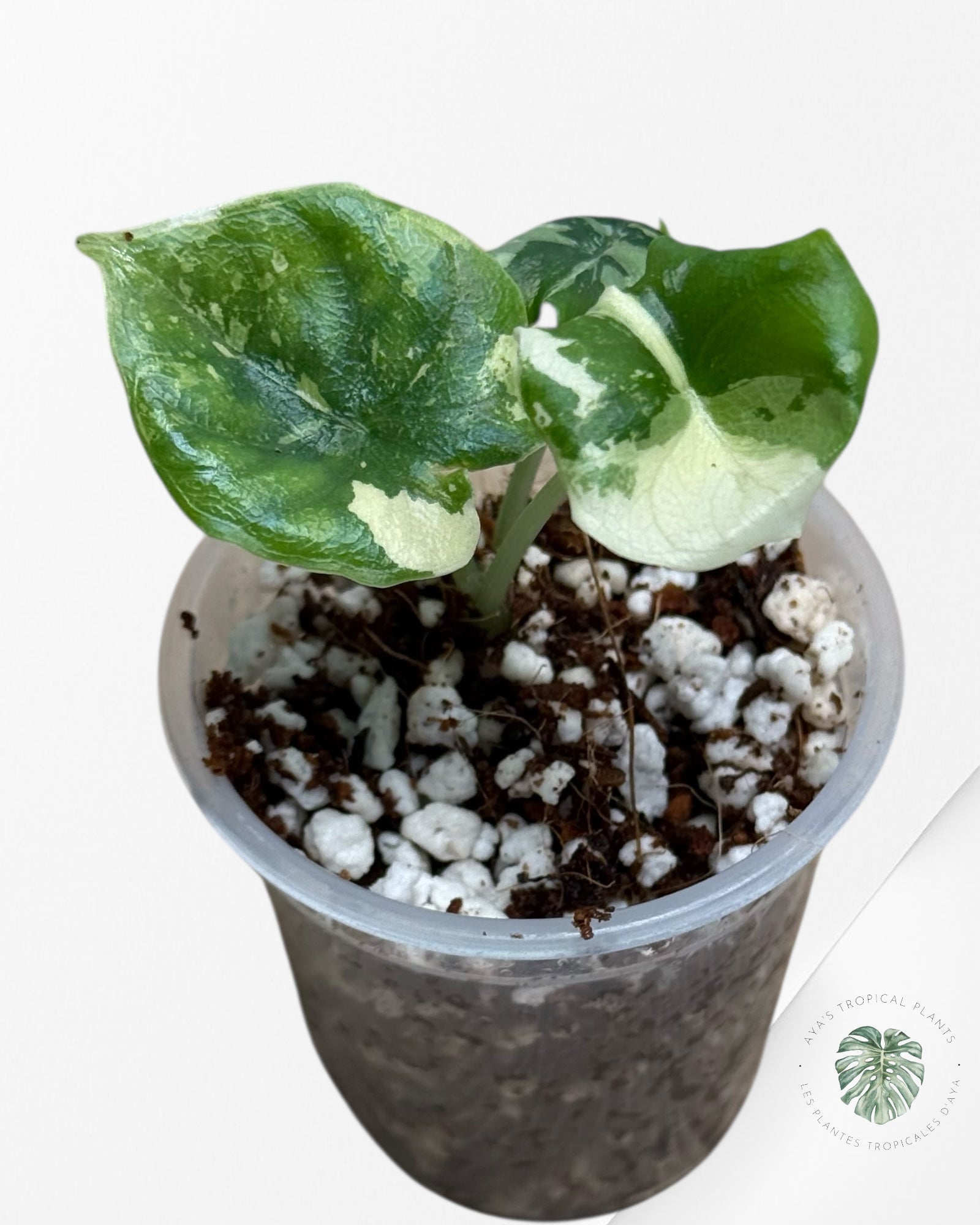 Alocasia Melo Variegated Albo| Rare TC Plant| Aya's Tropical Plants