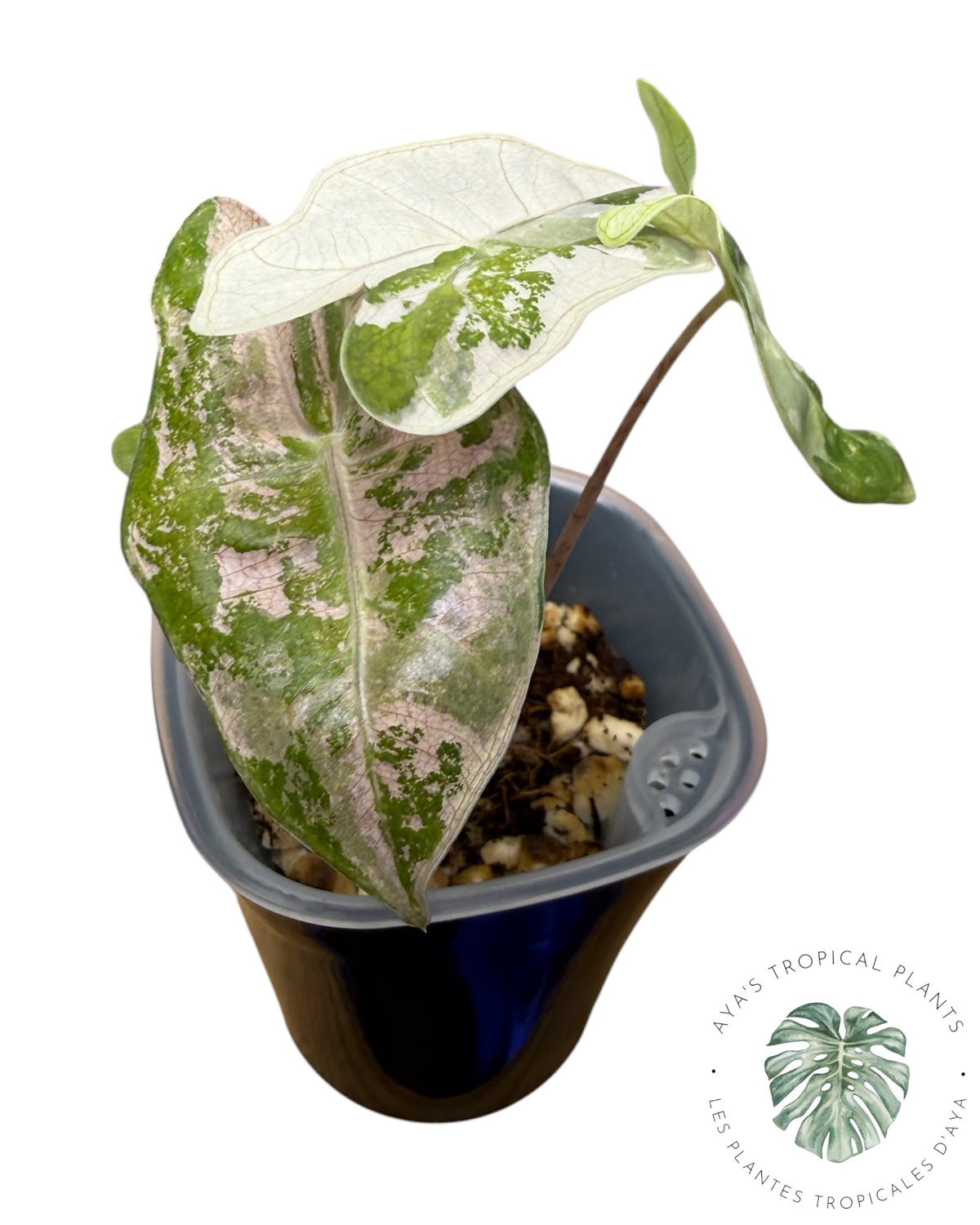 Alocasia Pseudo Sanderiana Pink