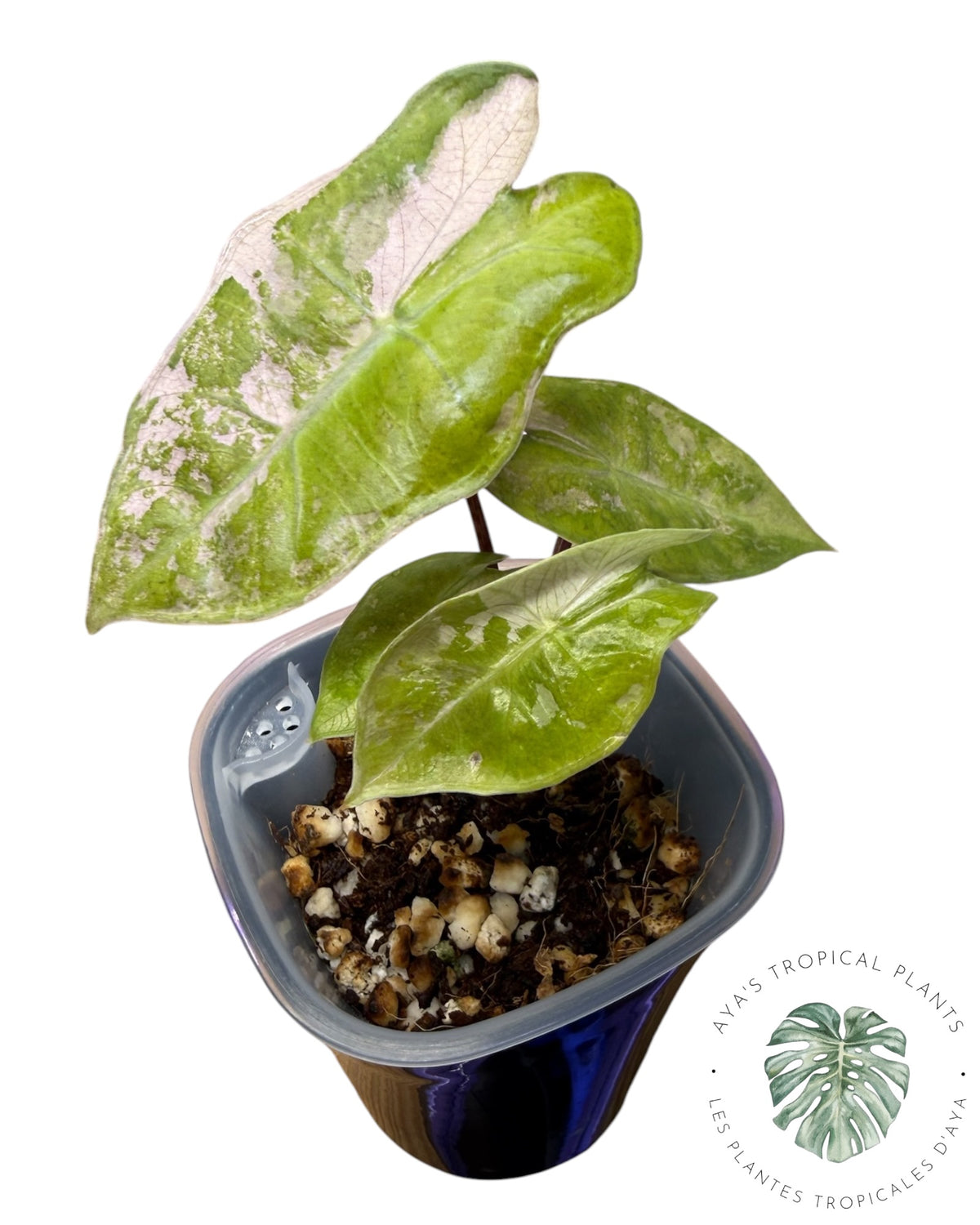 Alocasia Pseudo Sanderiana Pink