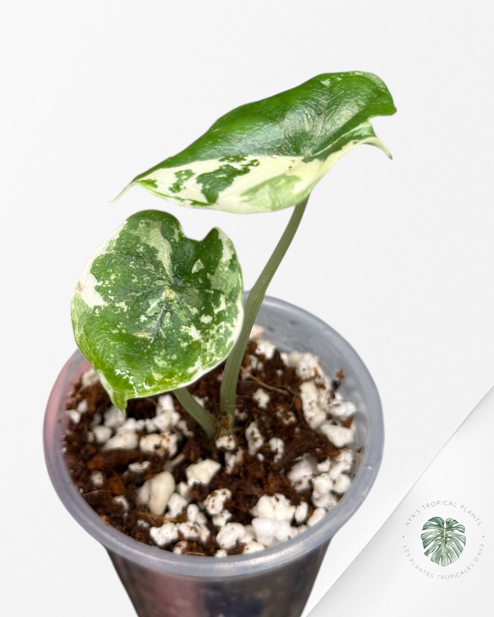 Alocasia Melo Variegated Albo| Rare TC Plant| Aya's Tropical Plants