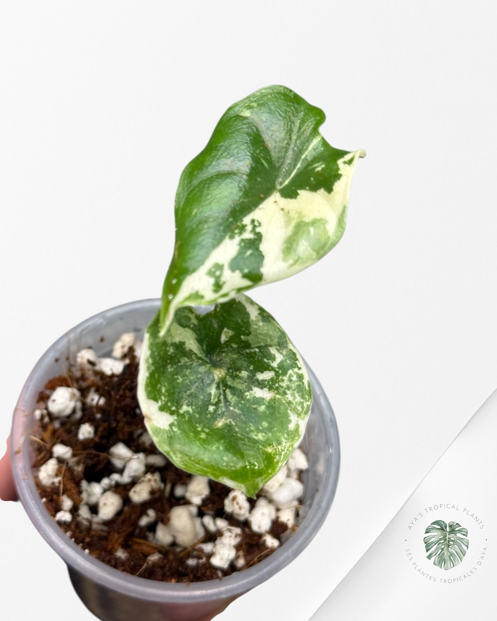 Alocasia Melo Variegated Albo| Rare TC Plant| Aya's Tropical Plants
