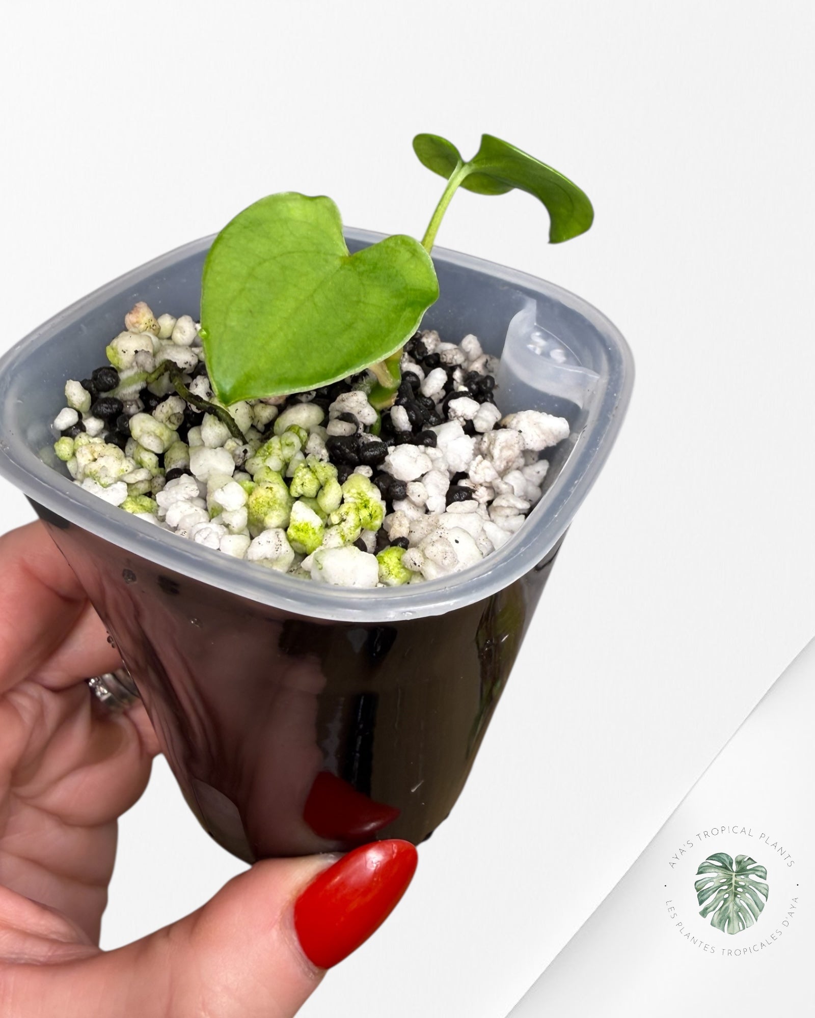 Anthurium Black Magic