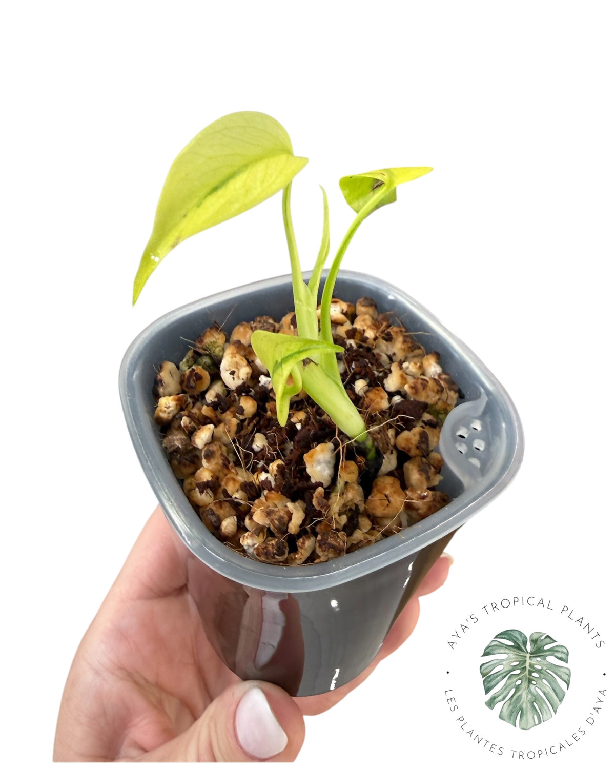 Monstera mélancolie