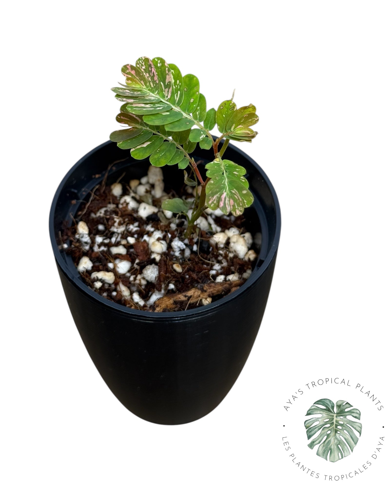 Phyllanthus urinaria 'Pink Variegated