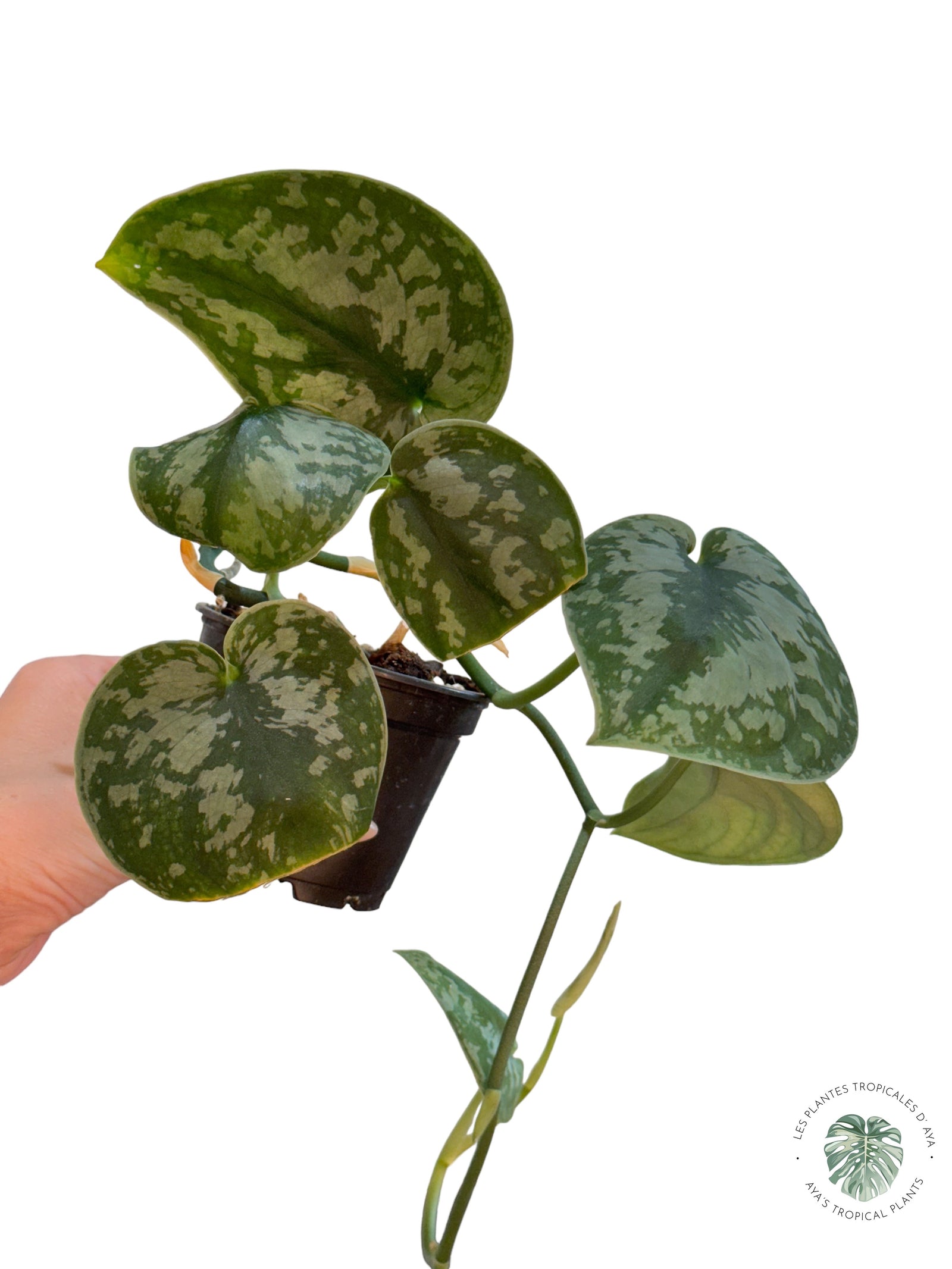 Monstera Peru JA1012