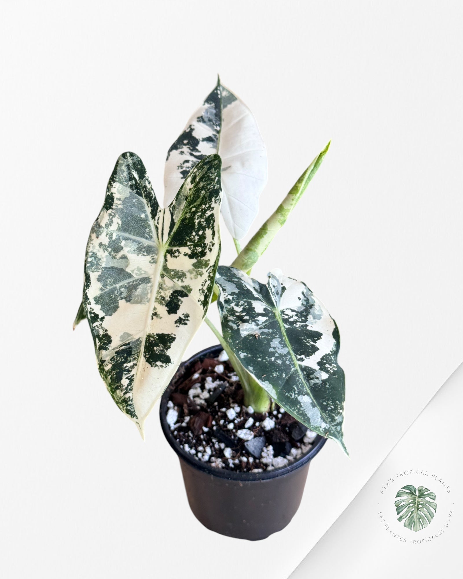 Monstera Peru JA1012