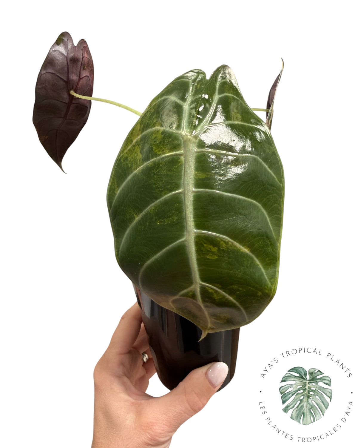Alocasia Sedenii Aurea panaché