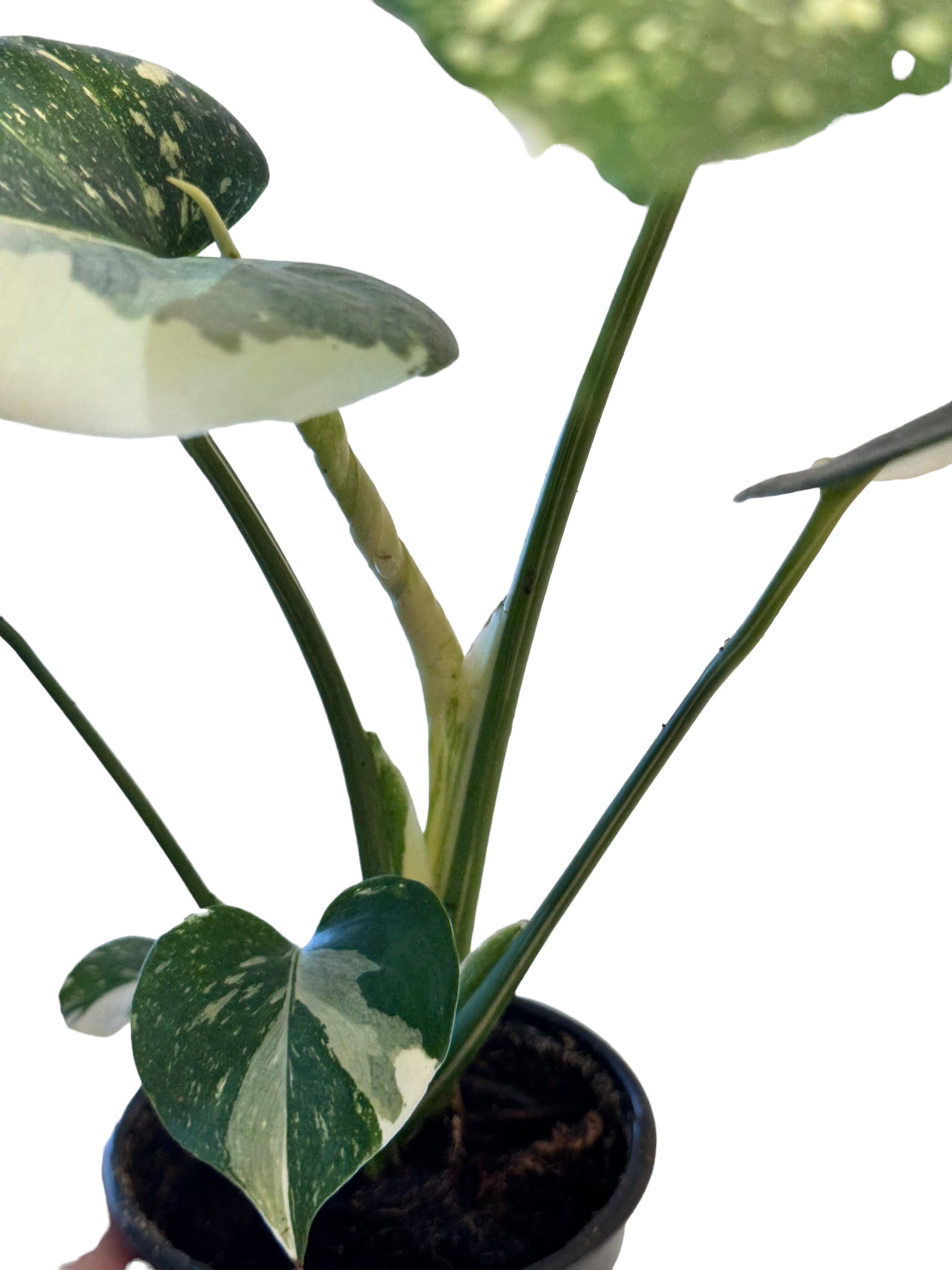 Alocasia Black Velvet Ninja JA01