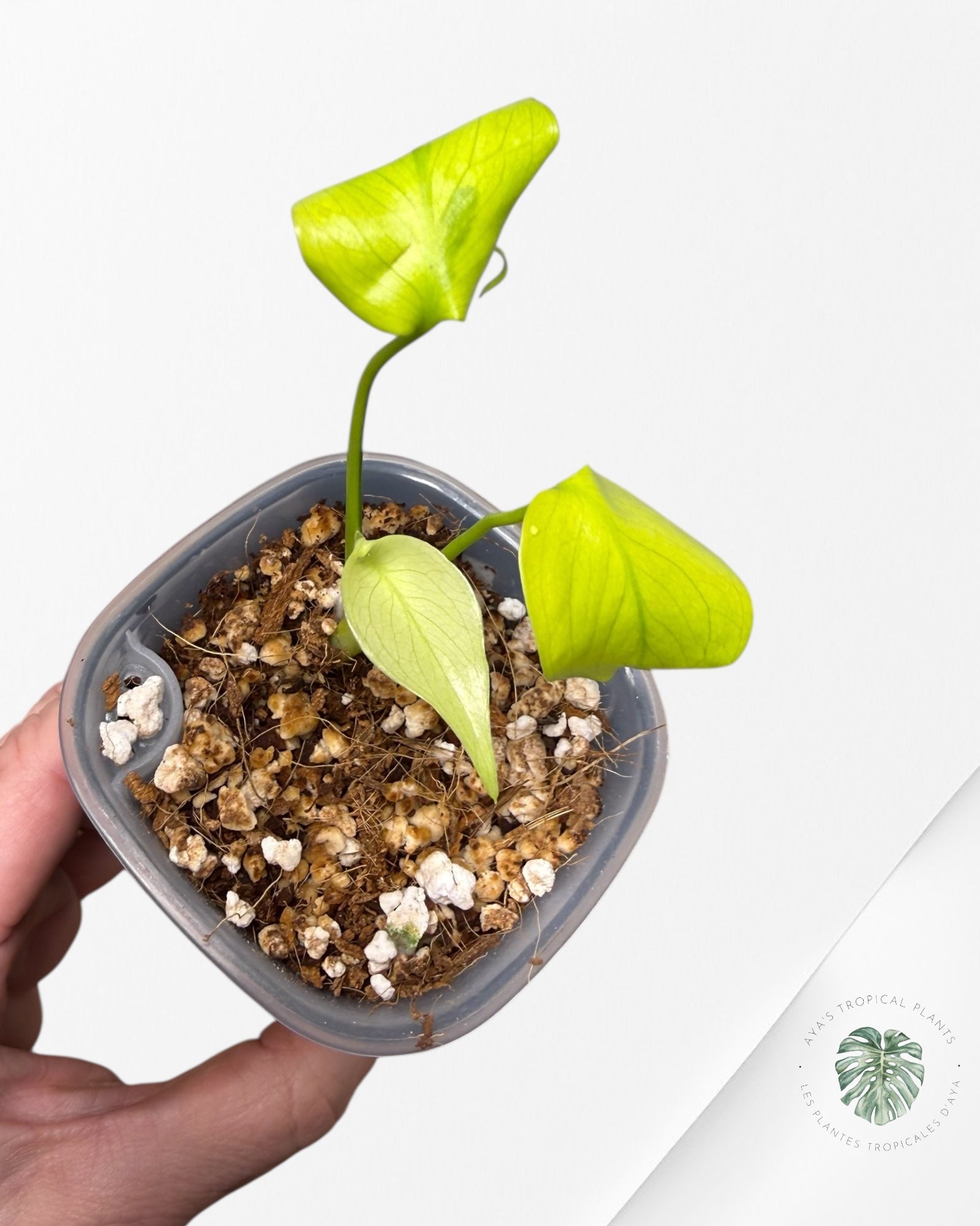 Monstera Deliciosa ‘Lemon Lime’