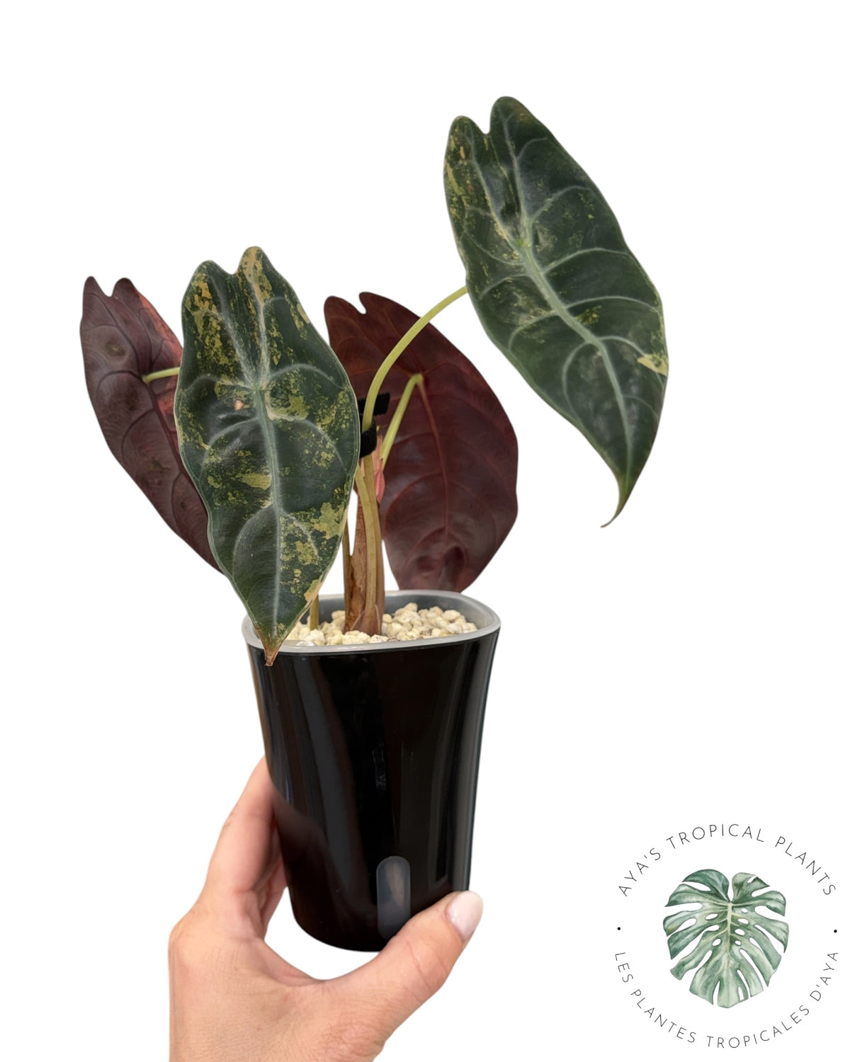 Alocasia Sedenii Aurea Variegated