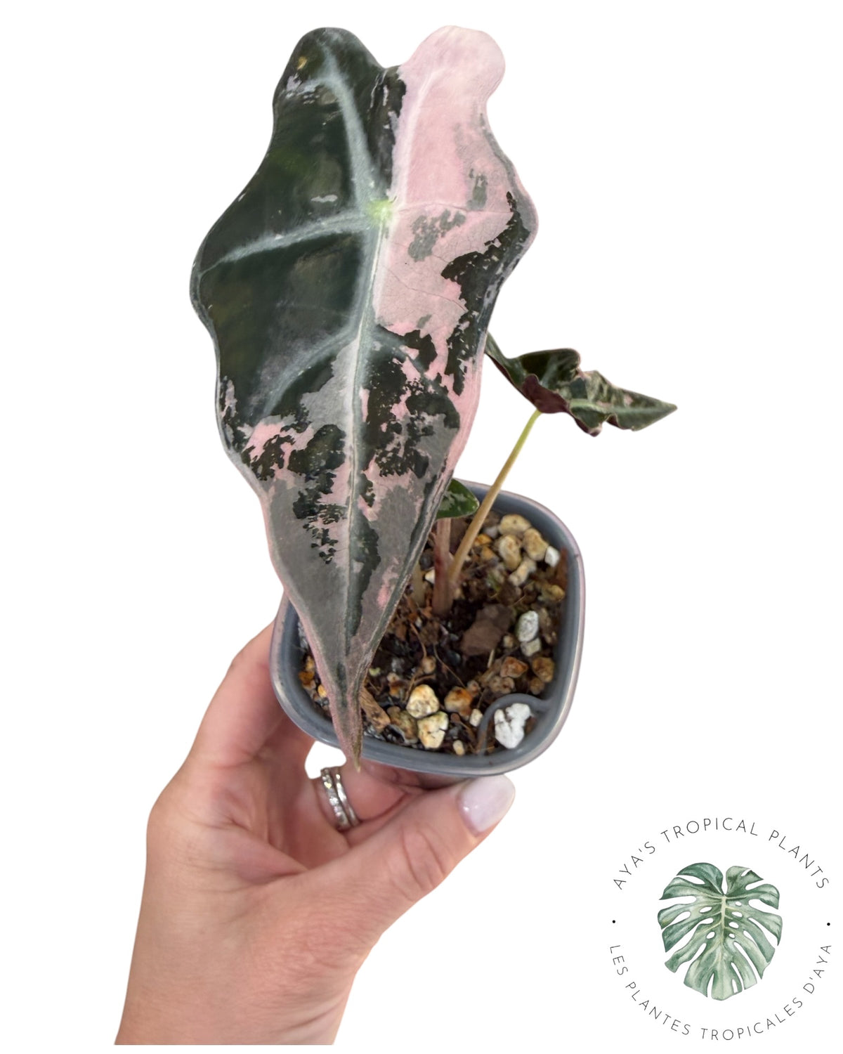 Alocasia Nobilis Pink Variegated