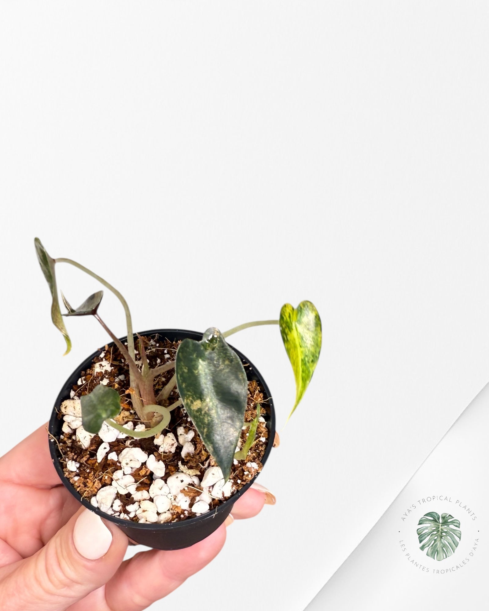 Alocasia Bambino Variegated (Aurea) - TC6