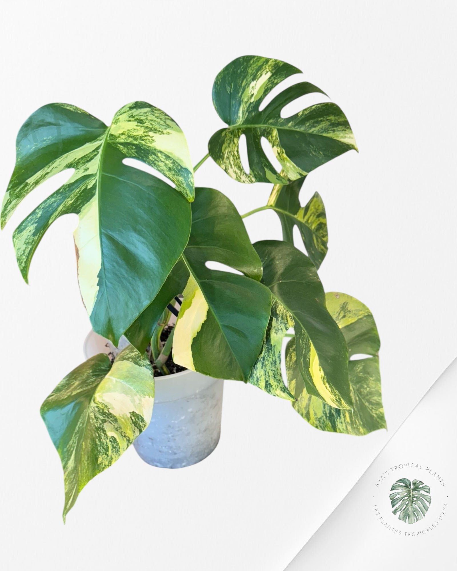 Monstera Aurea ( XL) - QR