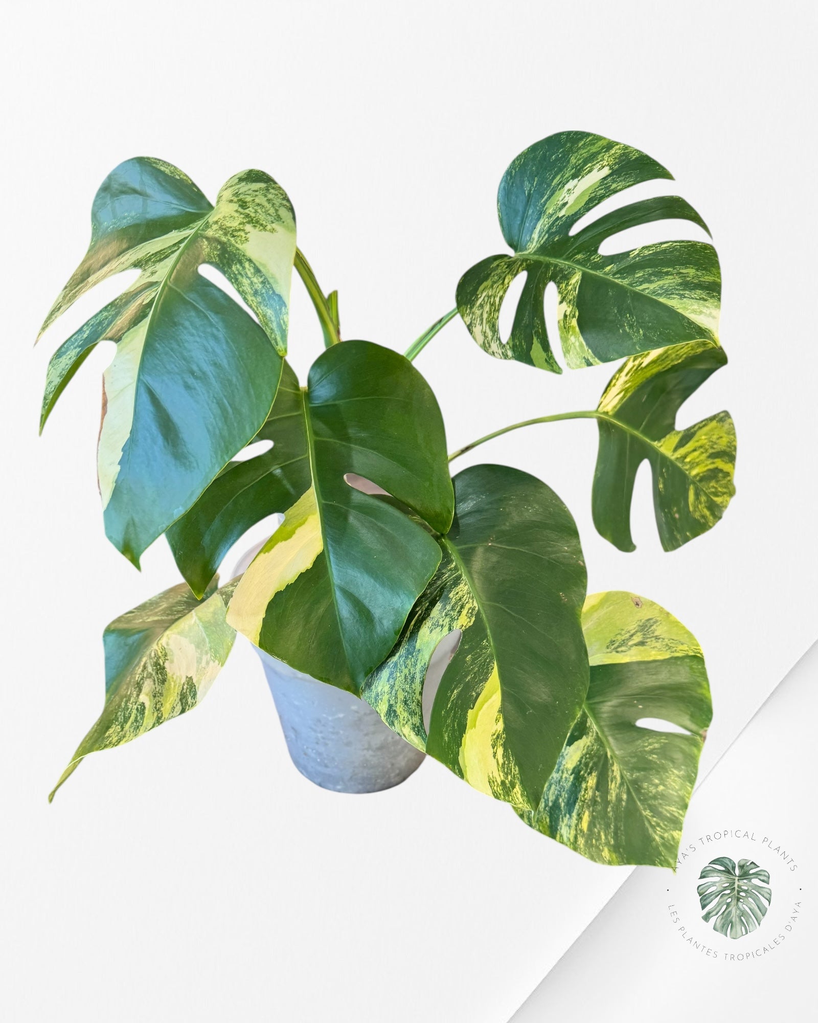Monstera Aurea ( XL) - QR