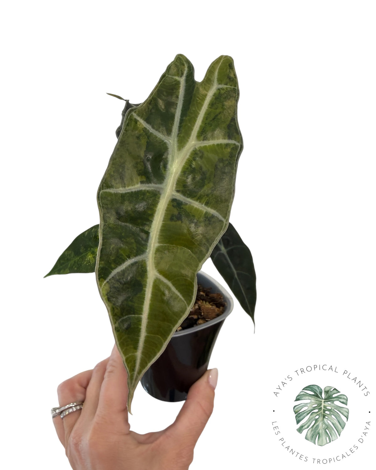 Alocasia Sanderiana ‘Bull’ Aurea Variegated