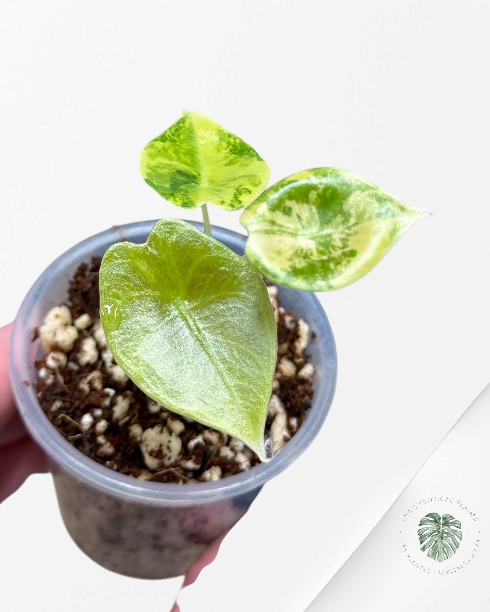 Alocasia Sedenii  Variegated Aurea| Rare TC Plant| Aya's Tropical Plants