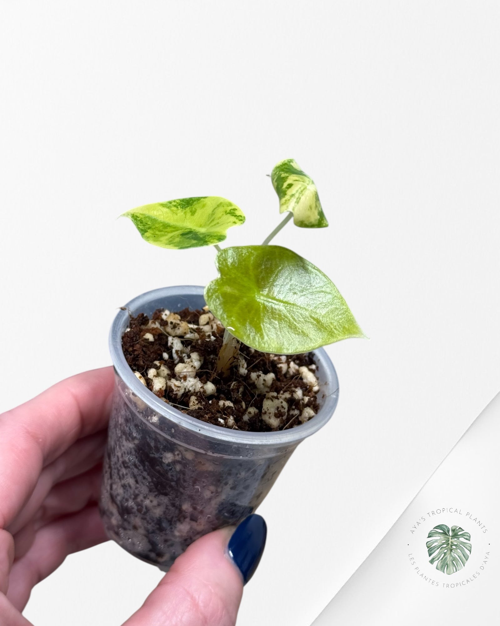 Alocasia Sedenii  Variegated Aurea| Rare TC Plant| Aya's Tropical Plants