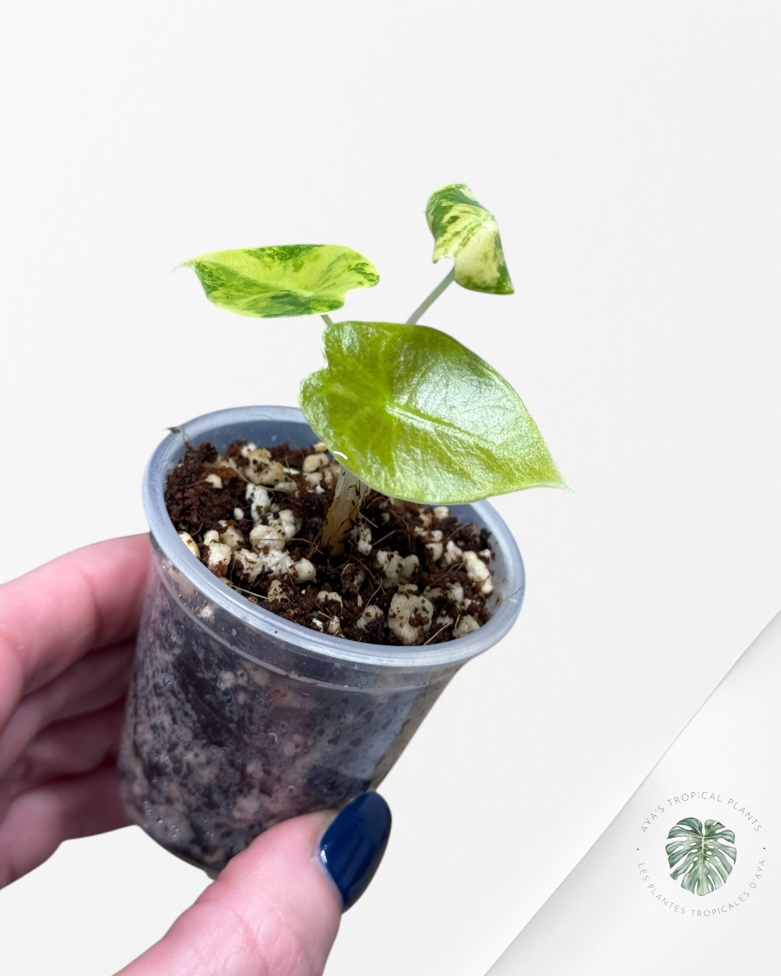 Alocasia Sedenii  Variegated Aurea| Rare TC Plant| Aya's Tropical Plants