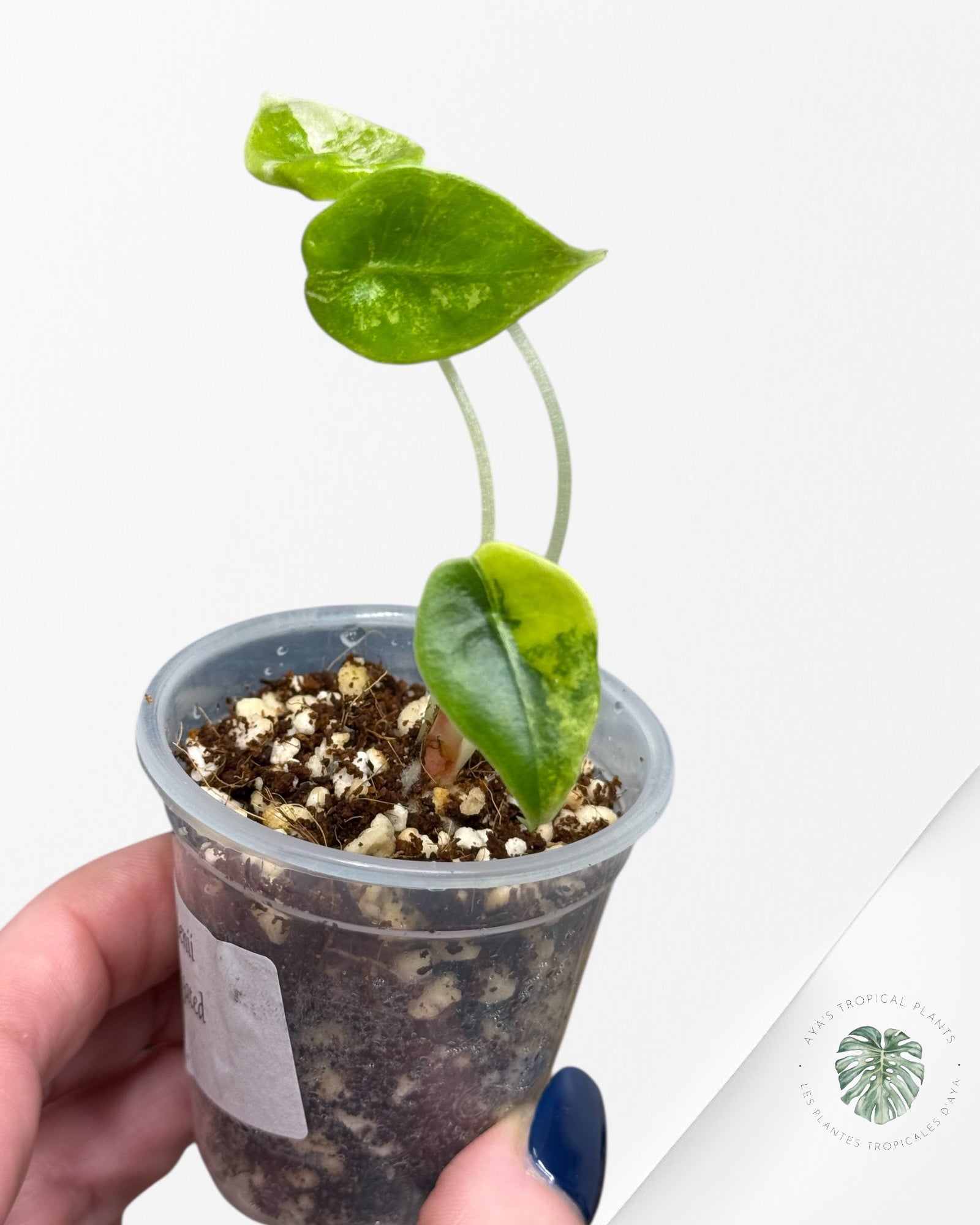 Alocasia Sedenii  Variegated Aurea| Rare TC Plant| Aya's Tropical Plants