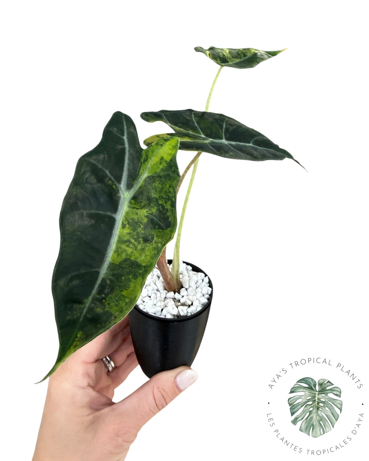 Alocasia Sanderiana ‘Bull’ Aurea Variegated