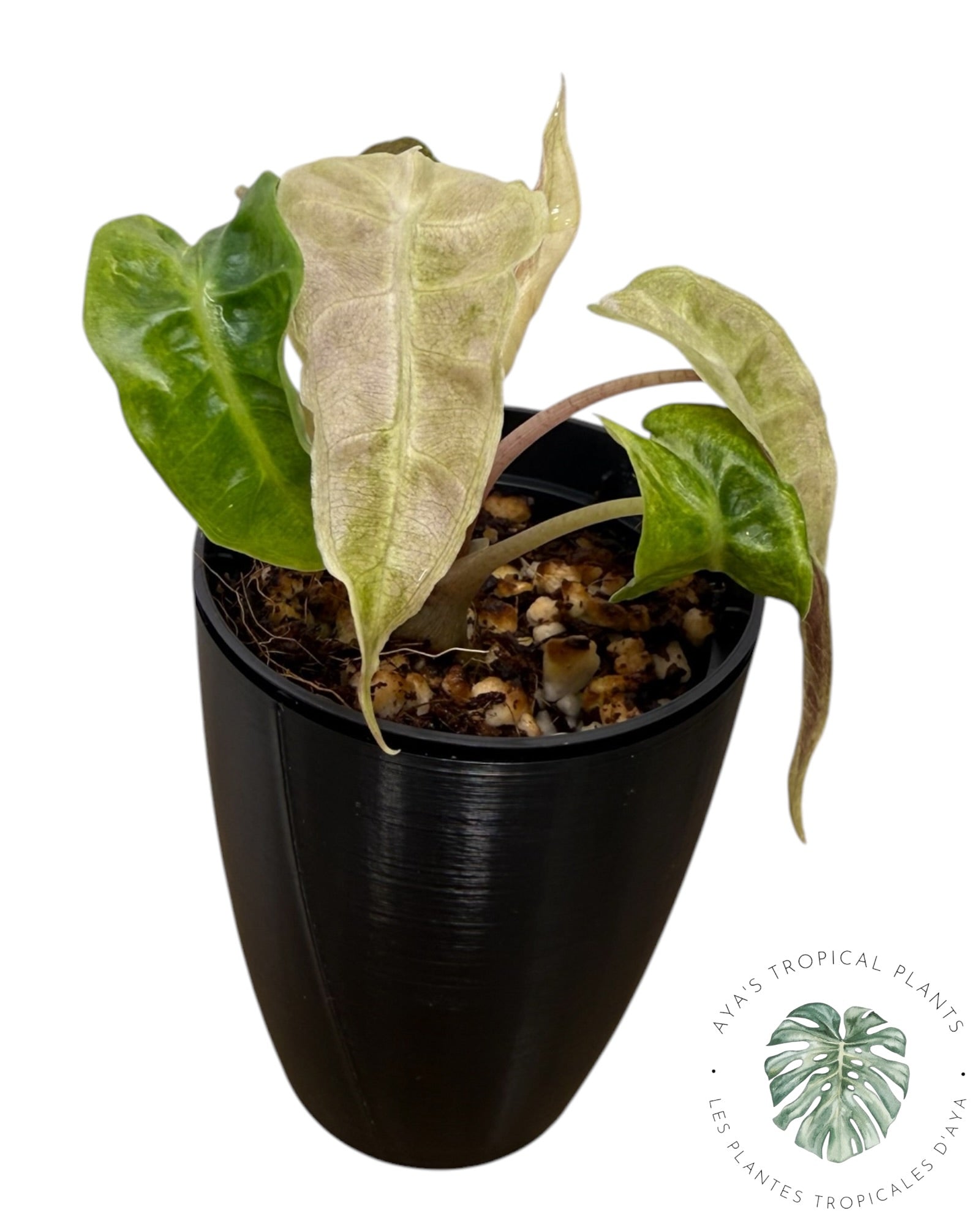 Alocasia Polly Aurea Variegated