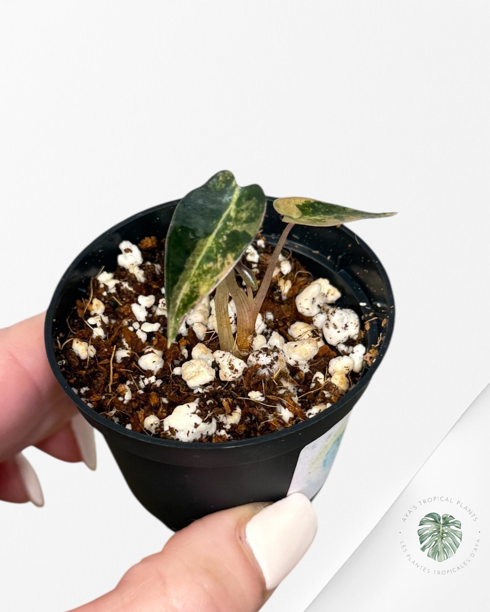 Alocasia Bambino Variegated (Aurea) - BV2