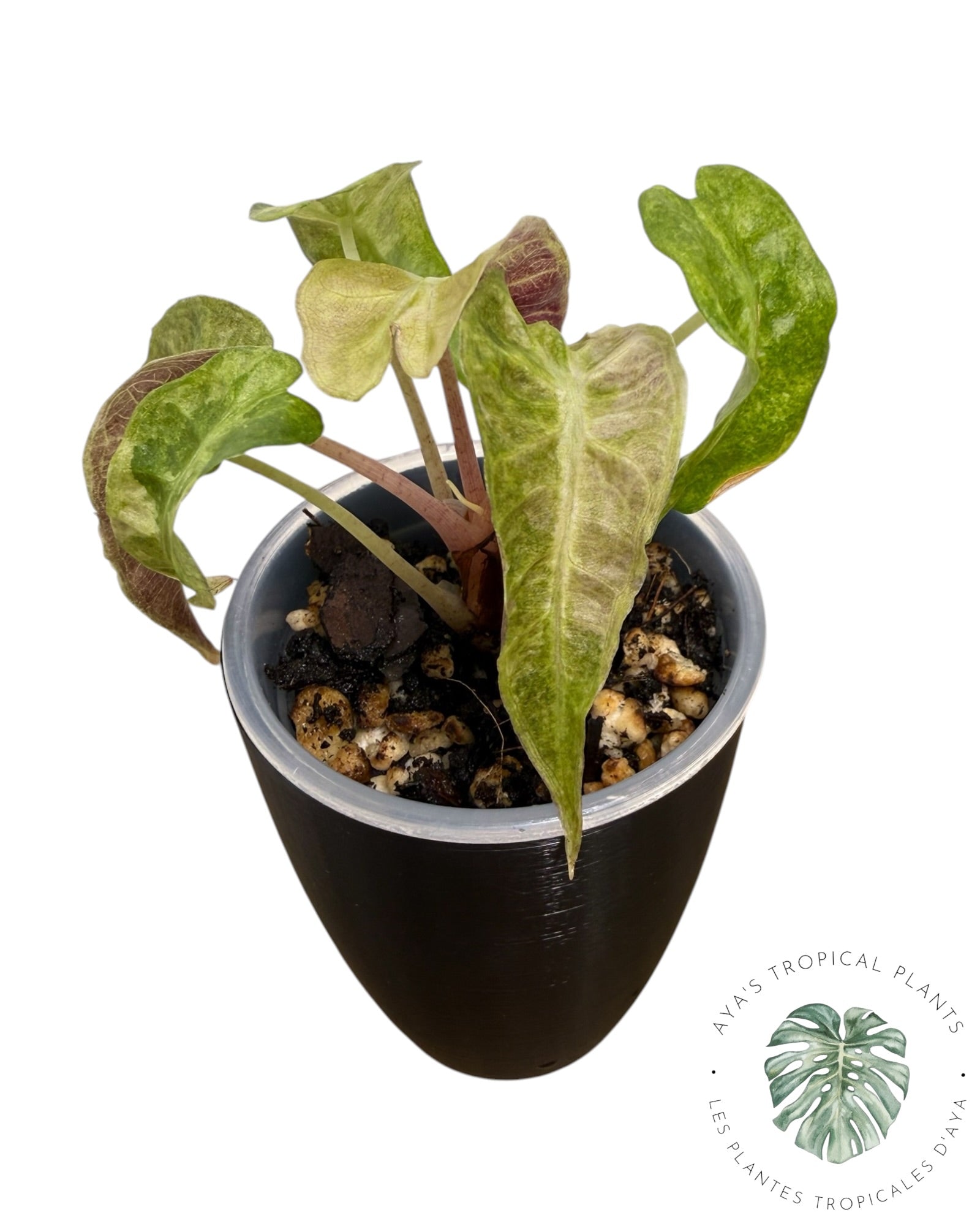 Alocasia Polly Aurea Variégata