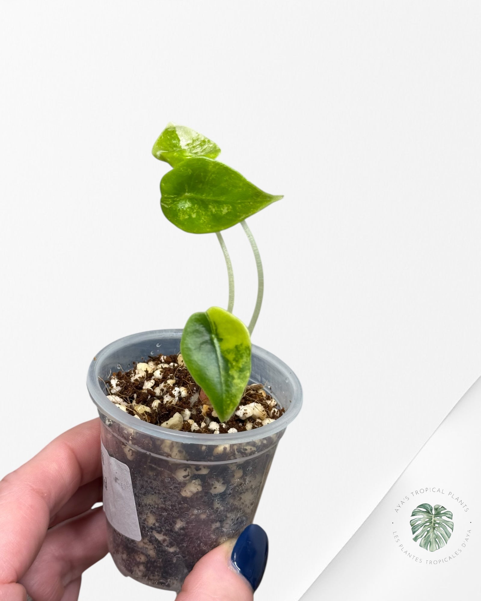 Alocasia Sedenii  Variegated Aurea| Rare TC Plant| Aya's Tropical Plants