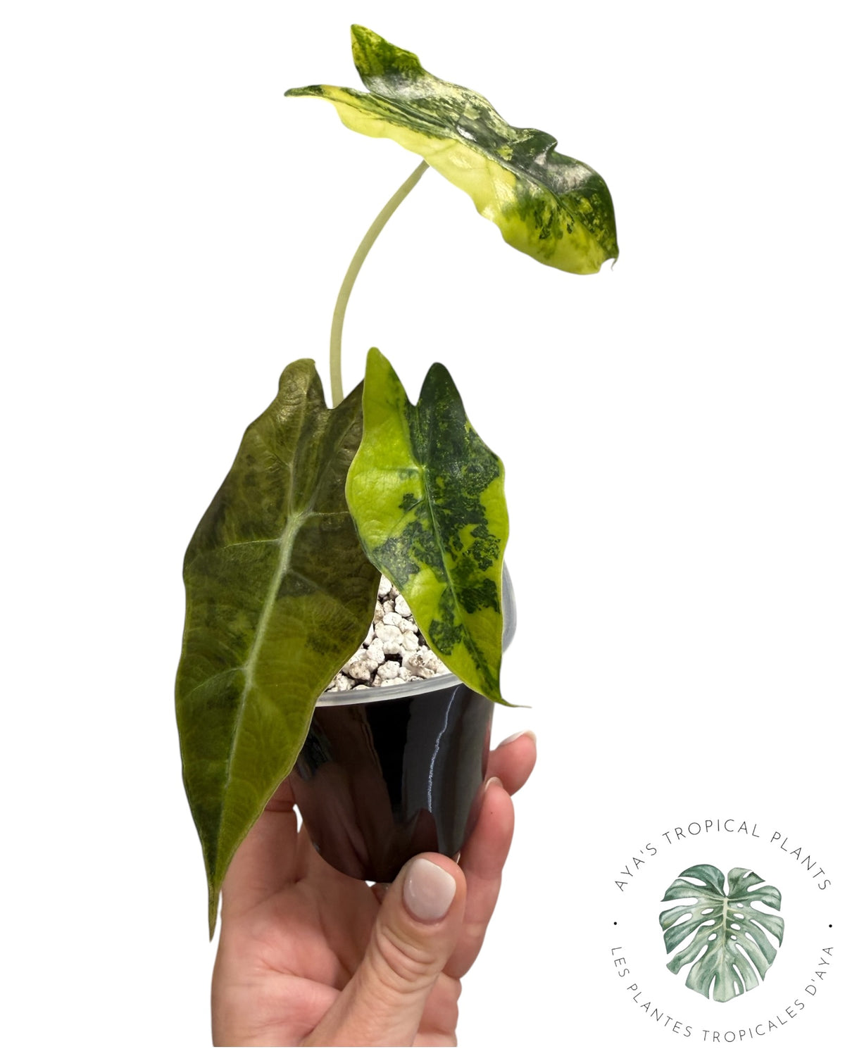 Alocasia Sanderiana ‘Bull’ Aurea Variegated
