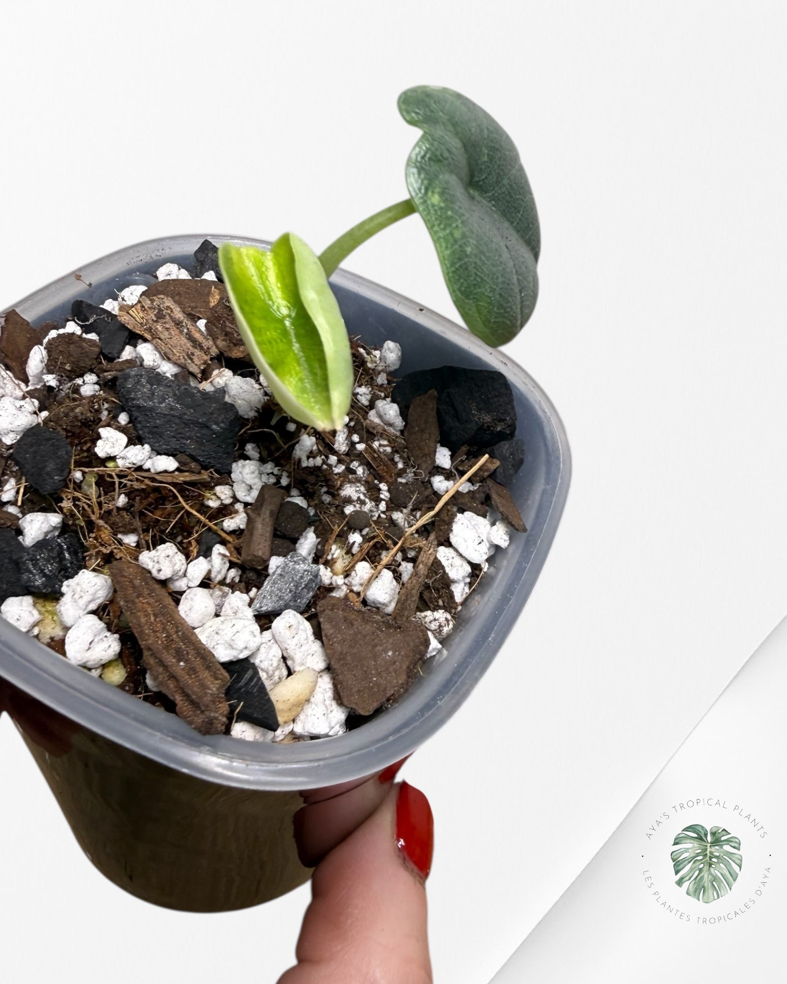 Alocasia Melo Aurea Variegated