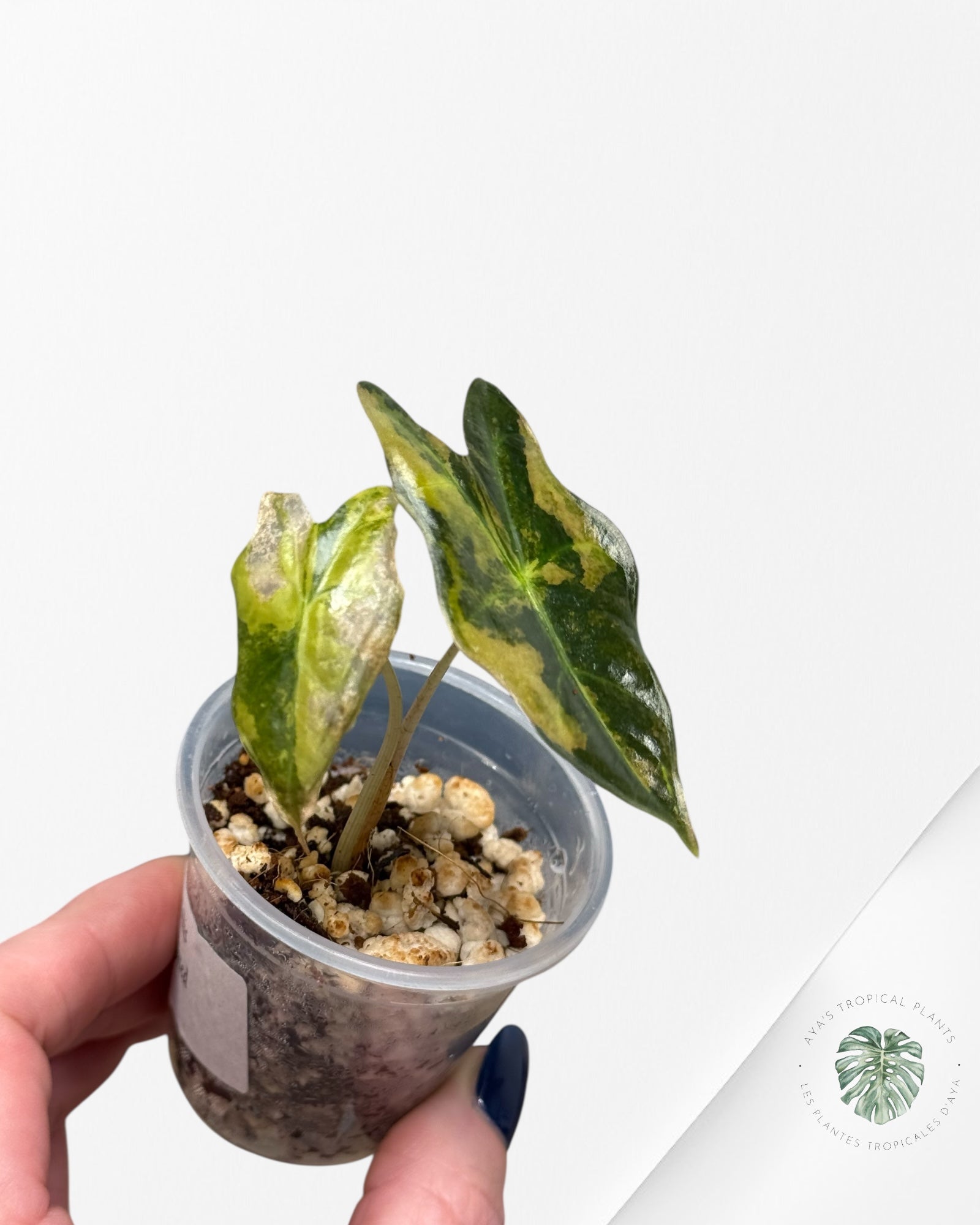 Alocasia Nobilis Paneged Aurea | Plante rare cultivée en culture tropicale | Plantes tropicales d'Aya